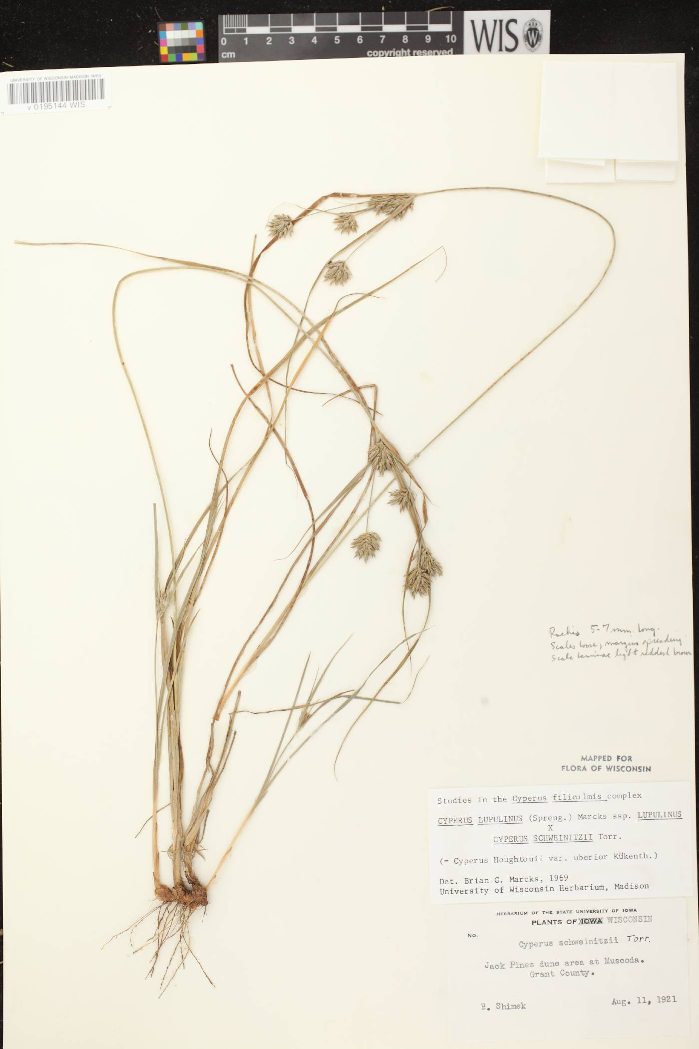 Cyperus X mesochorus image