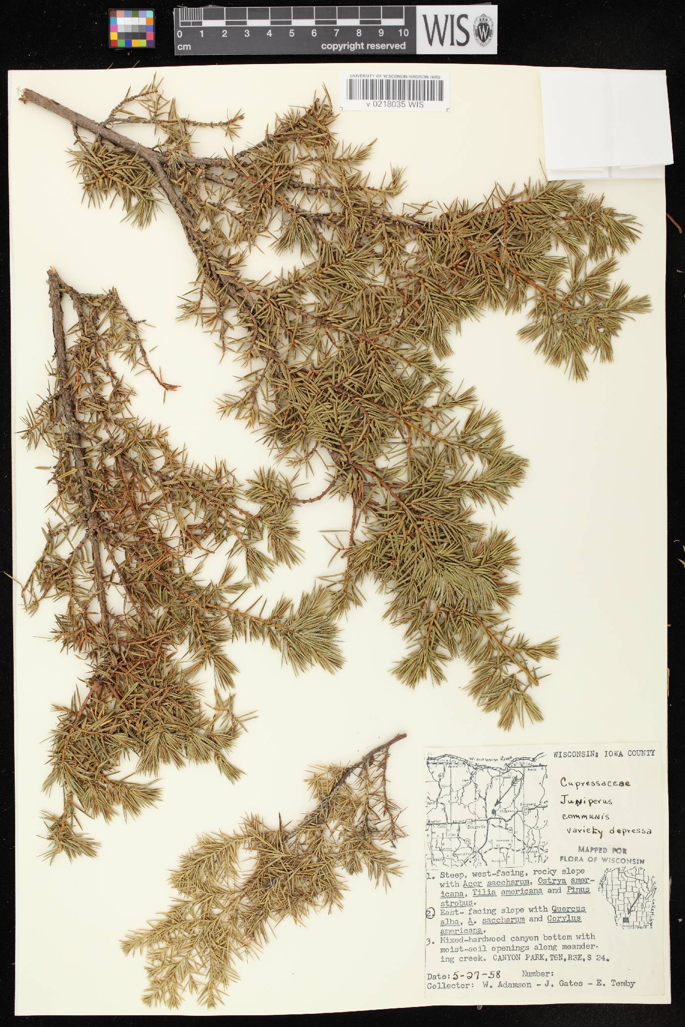Juniperus communis image