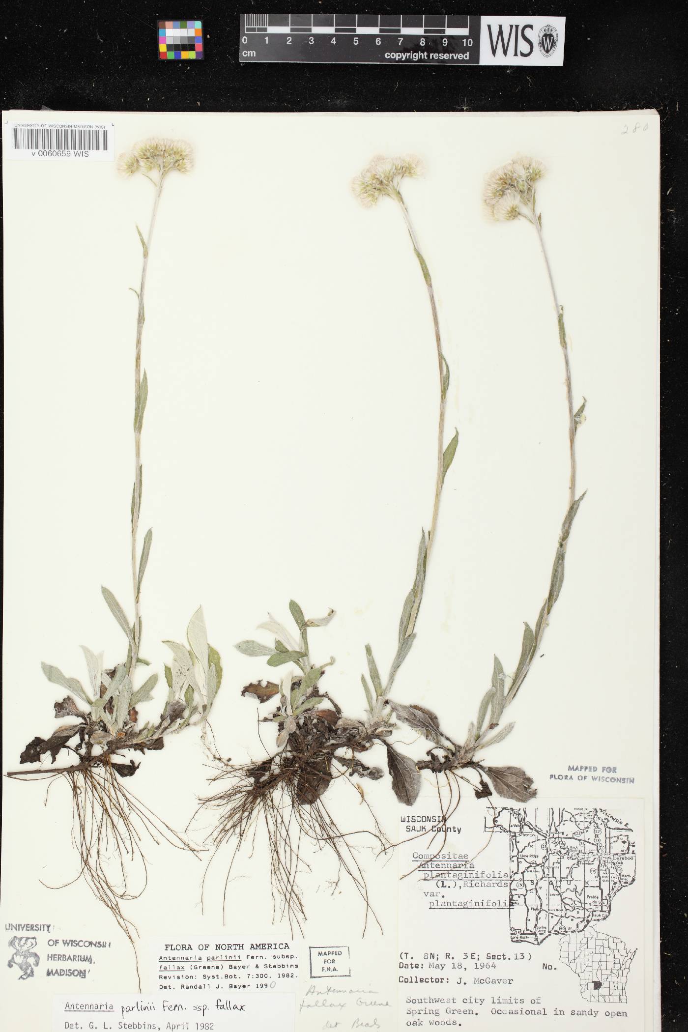 Antennaria parlinii subsp. fallax image