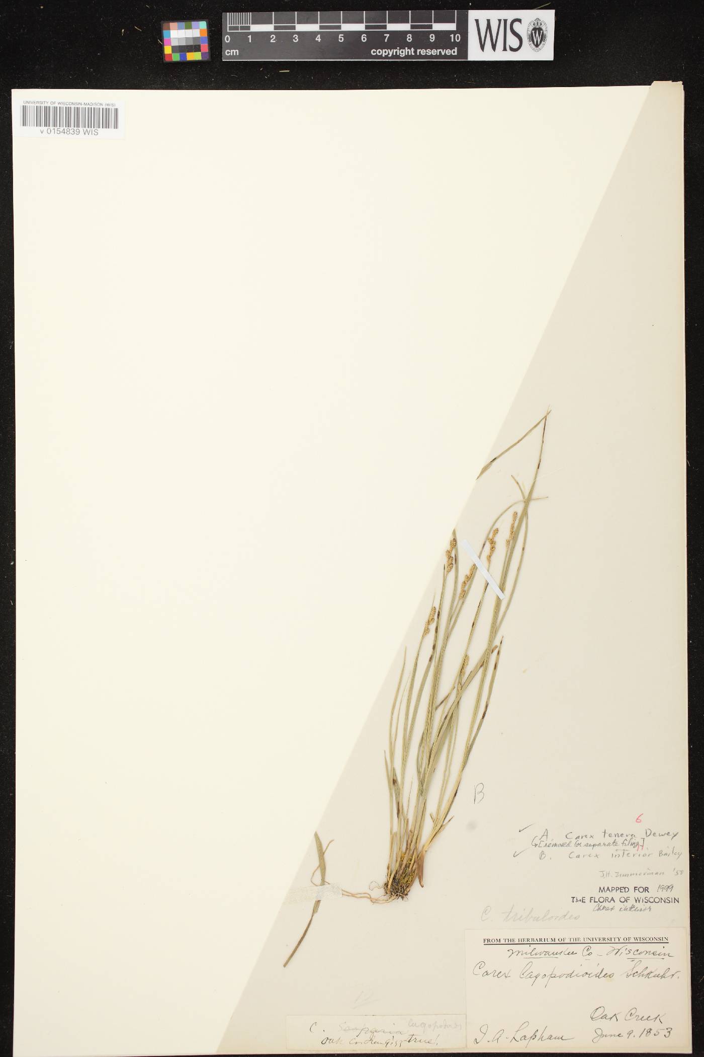 Carex interior image