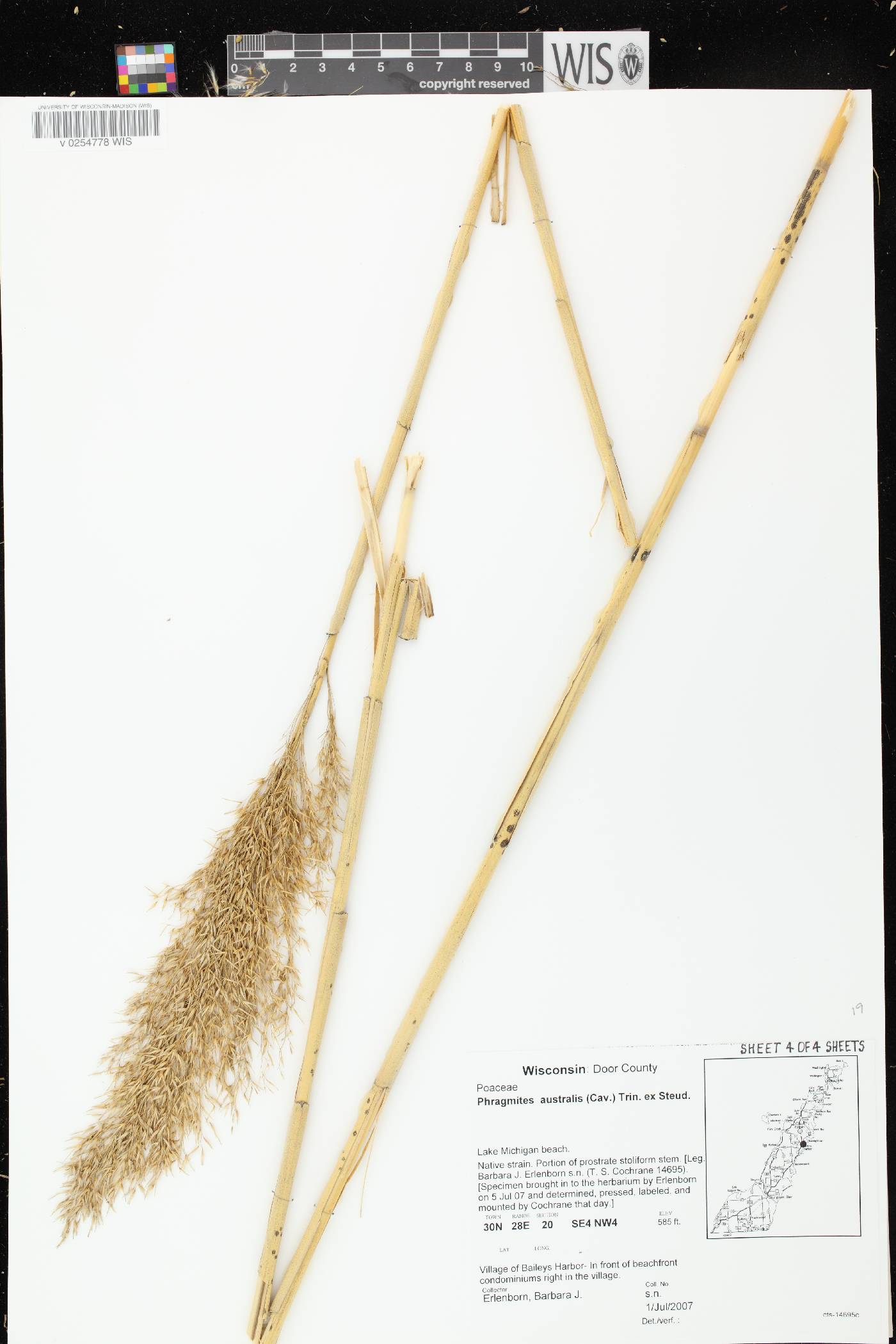 Phragmites australis image
