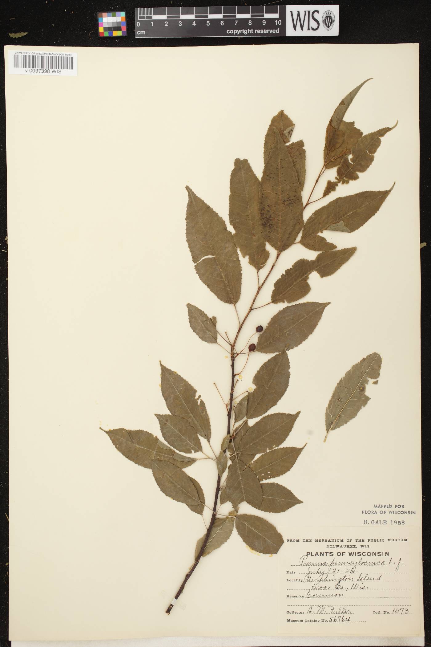 Prunus pensylvanica image