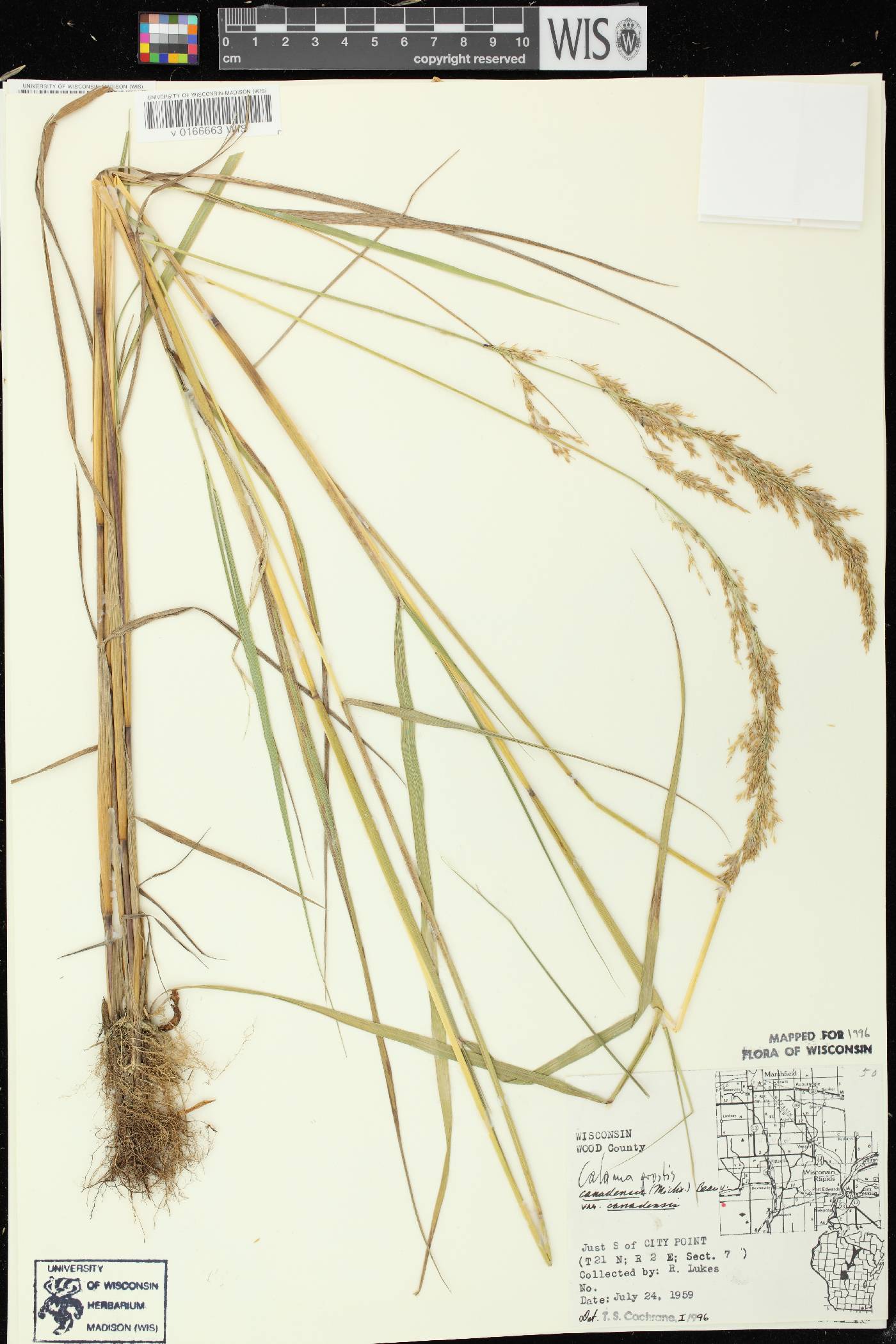 Calamagrostis canadensis var. canadensis image