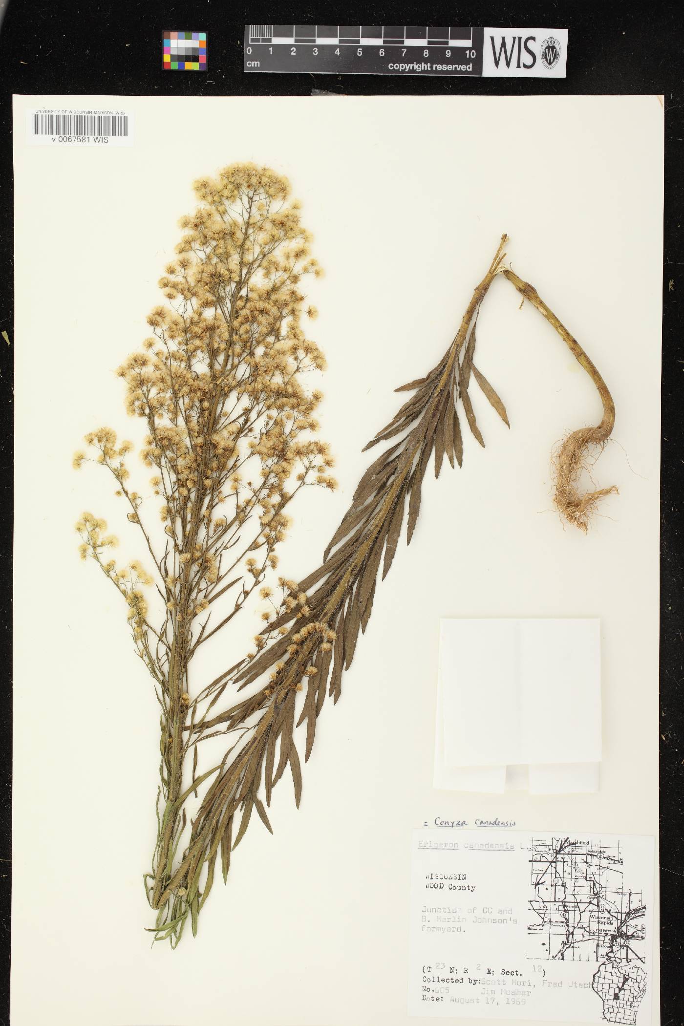 Conyza canadensis image
