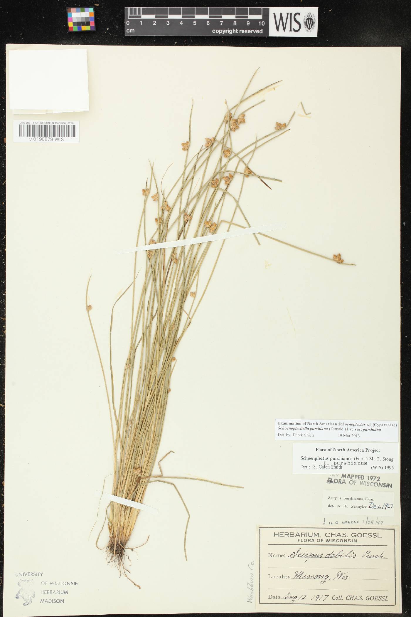 Schoenoplectus purshianus image