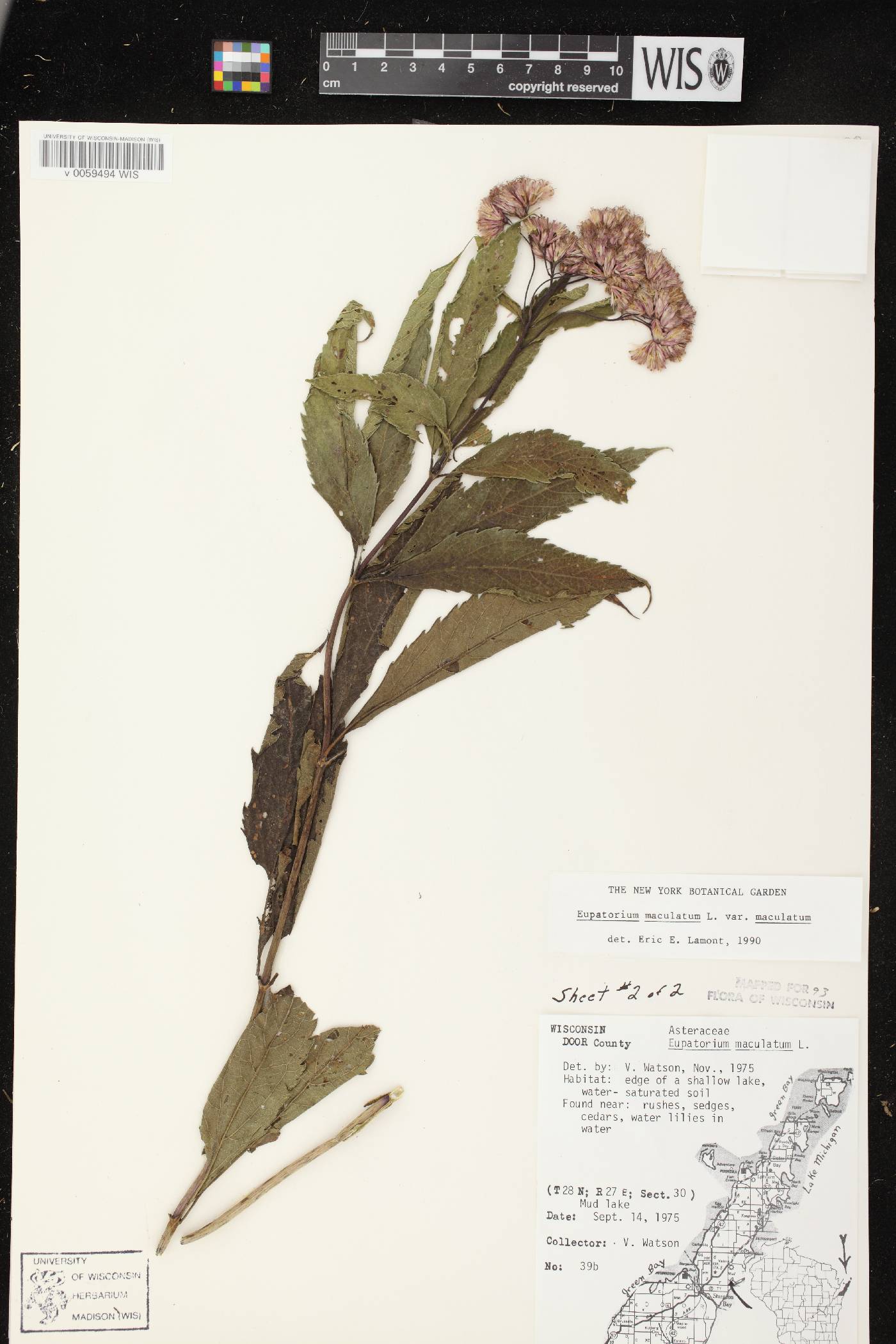 Eutrochium maculatum var. maculatum image