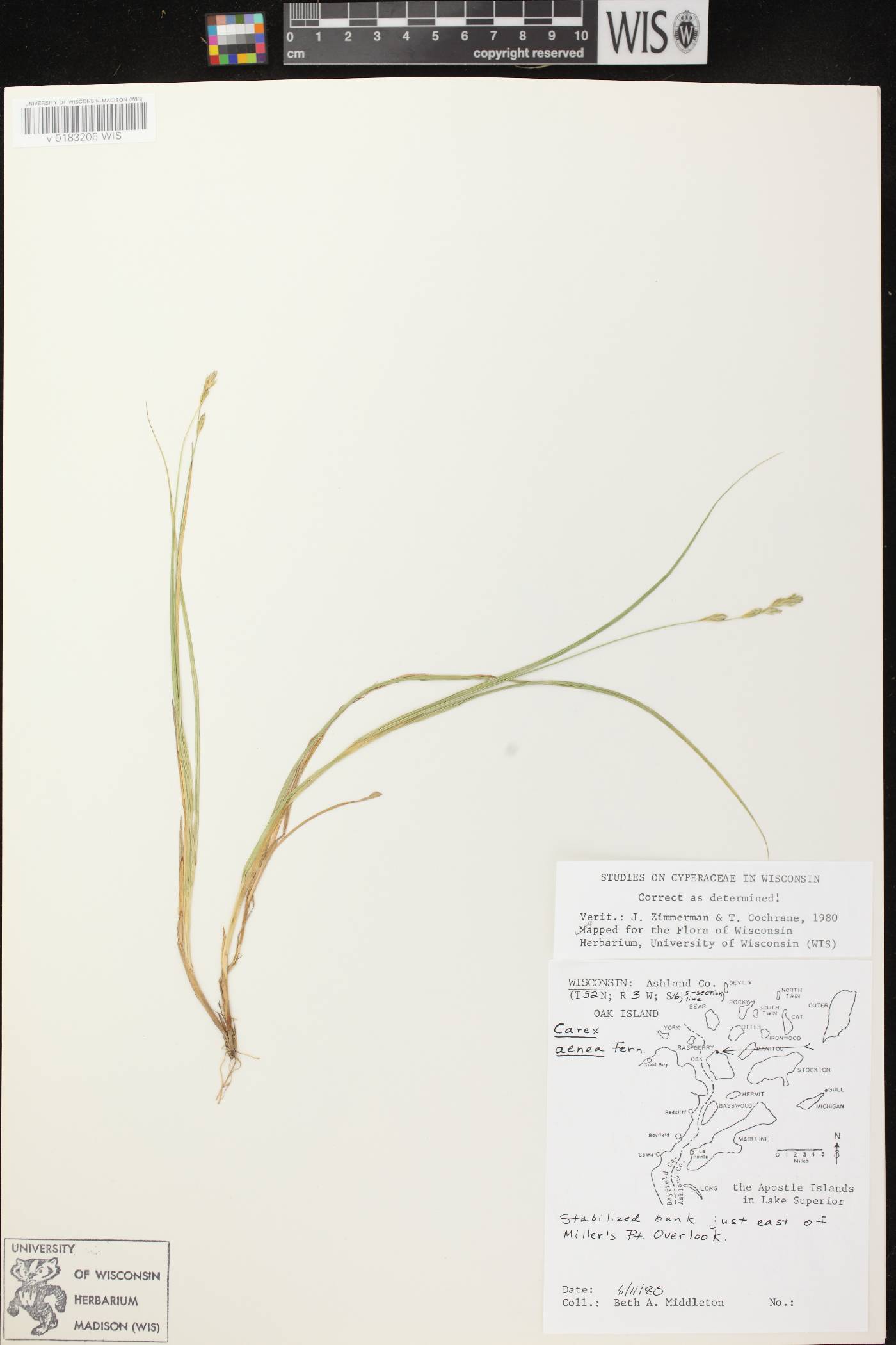 Carex foenea image