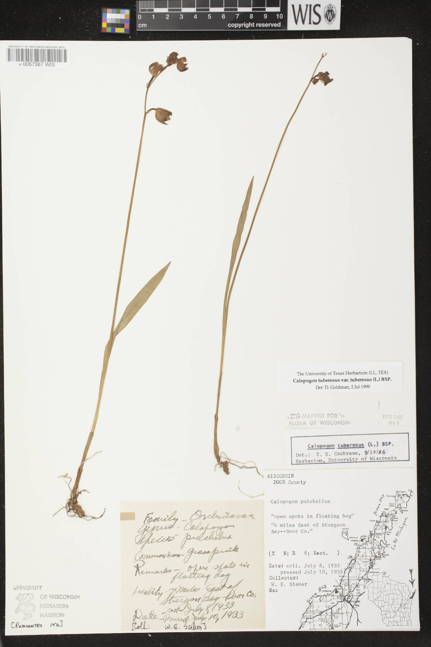 Calopogon tuberosus var. tuberosus image