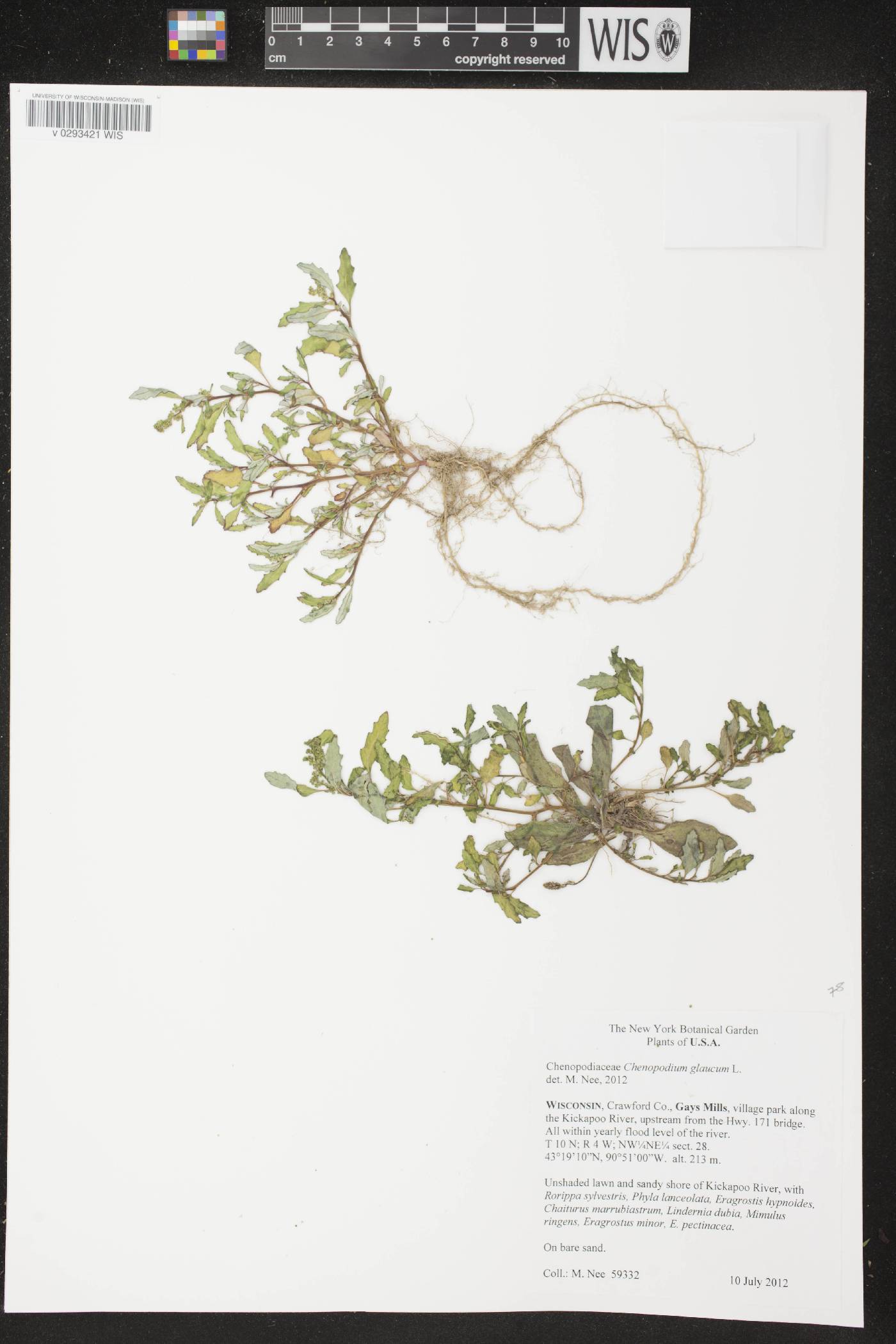 Chenopodium glaucum image