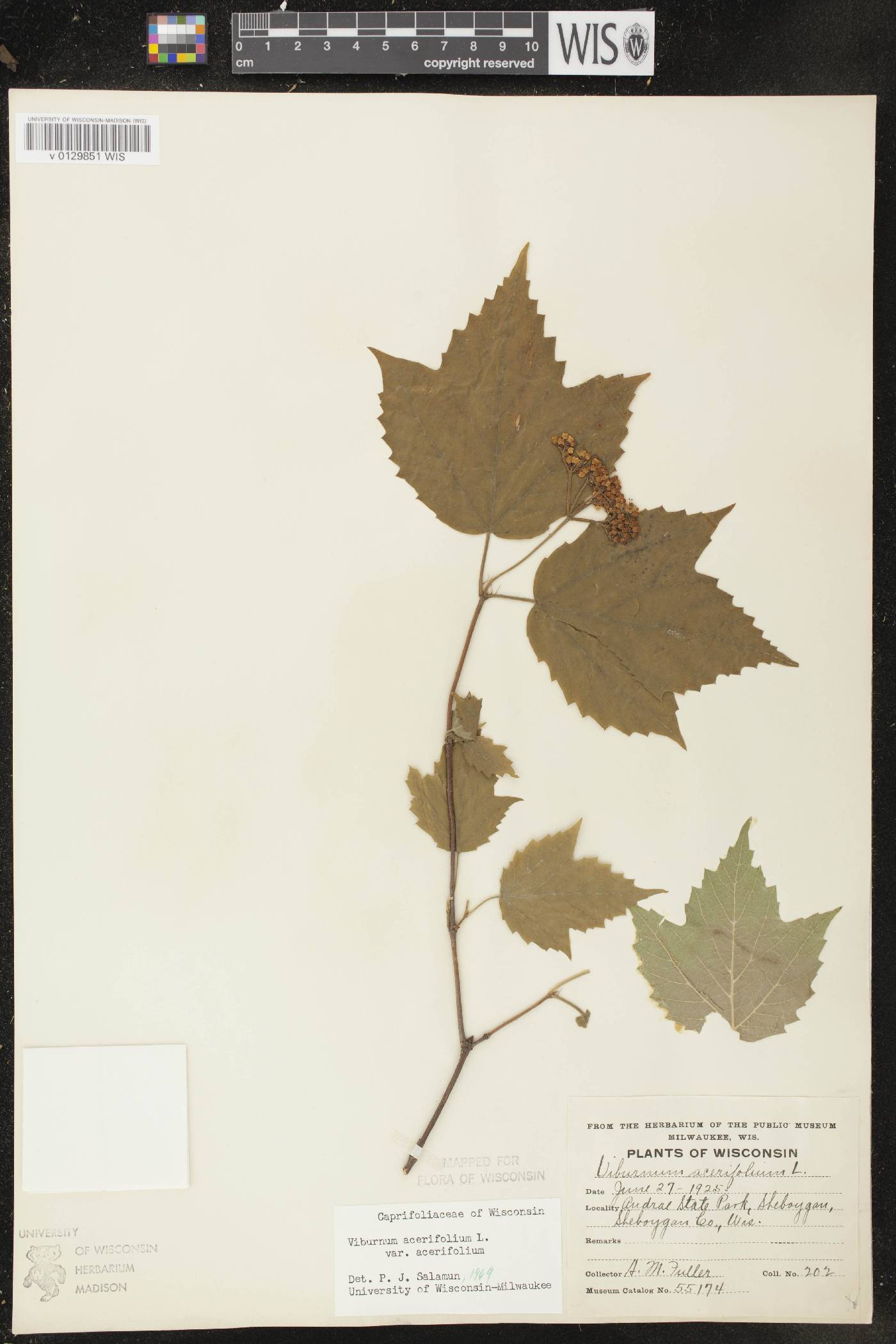 Viburnum acerifolium image