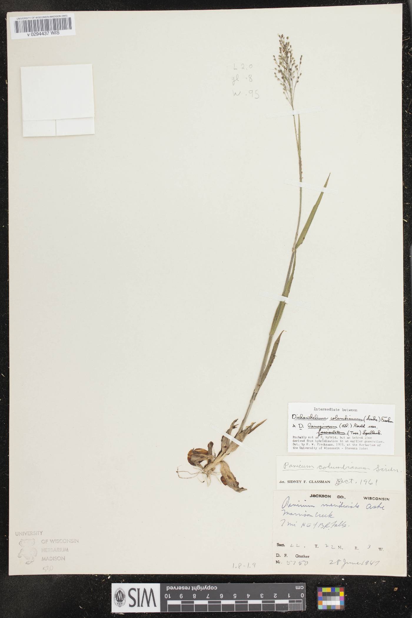 Dichanthelium columbianum image
