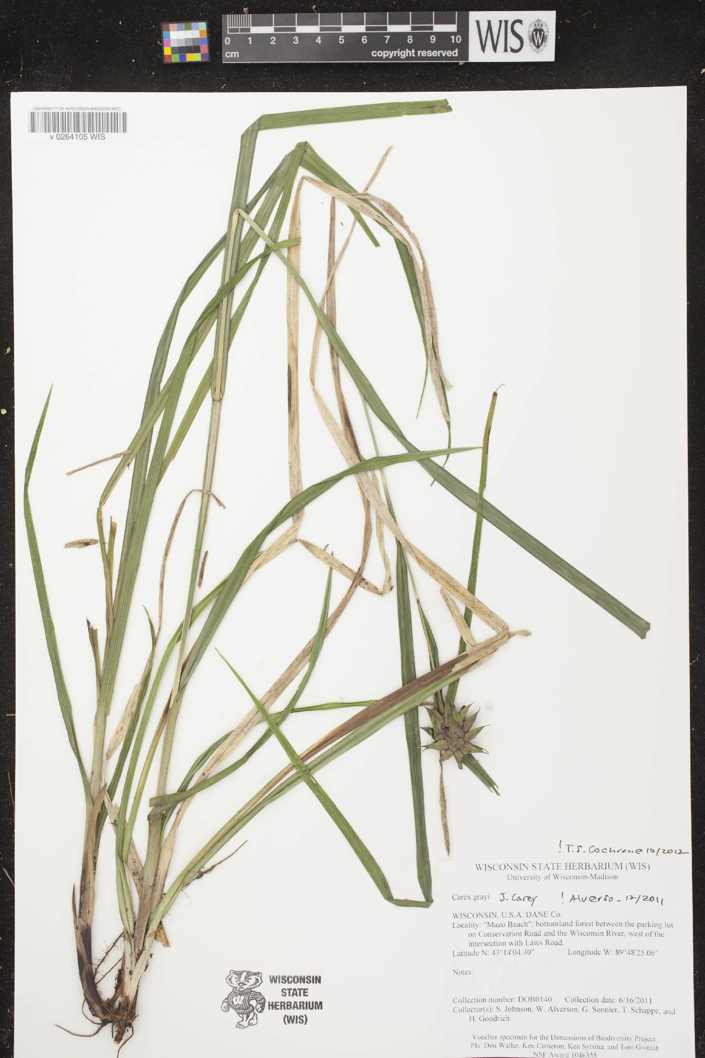 Carex grayi image