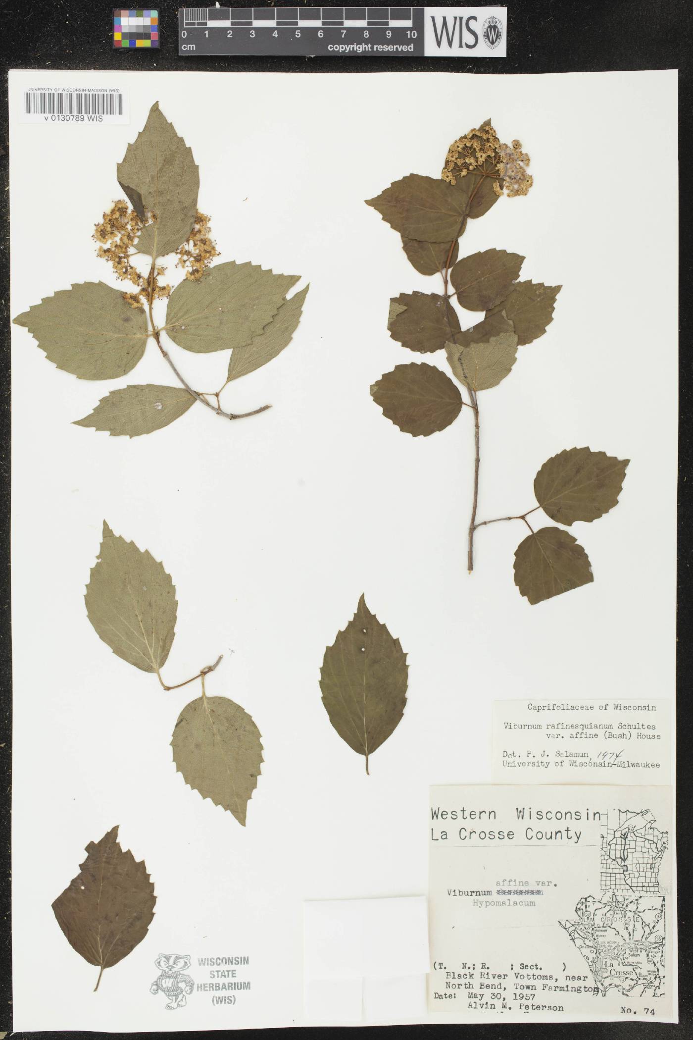 Viburnum rafinesquianum var. affine image