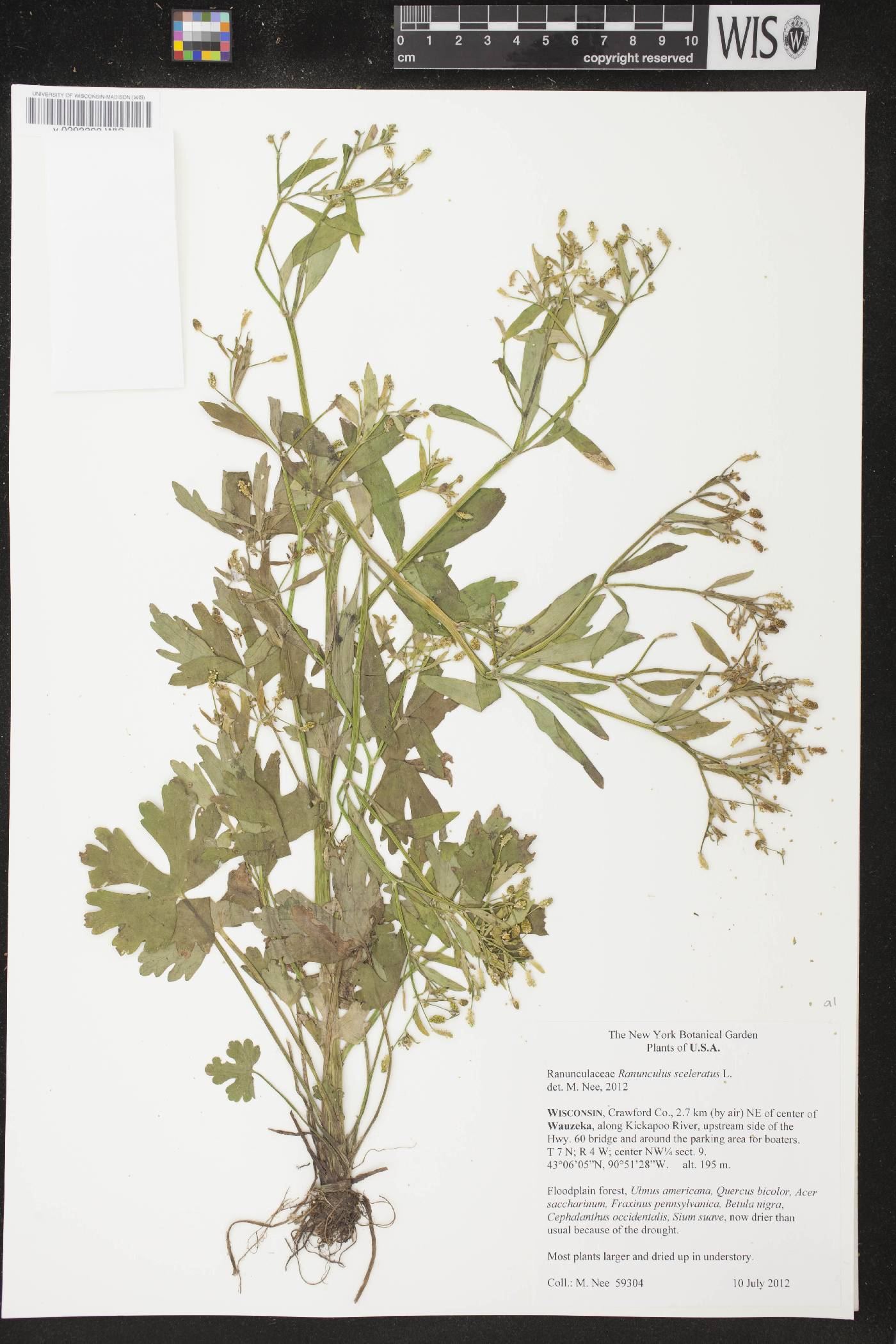 Ranunculus sceleratus image