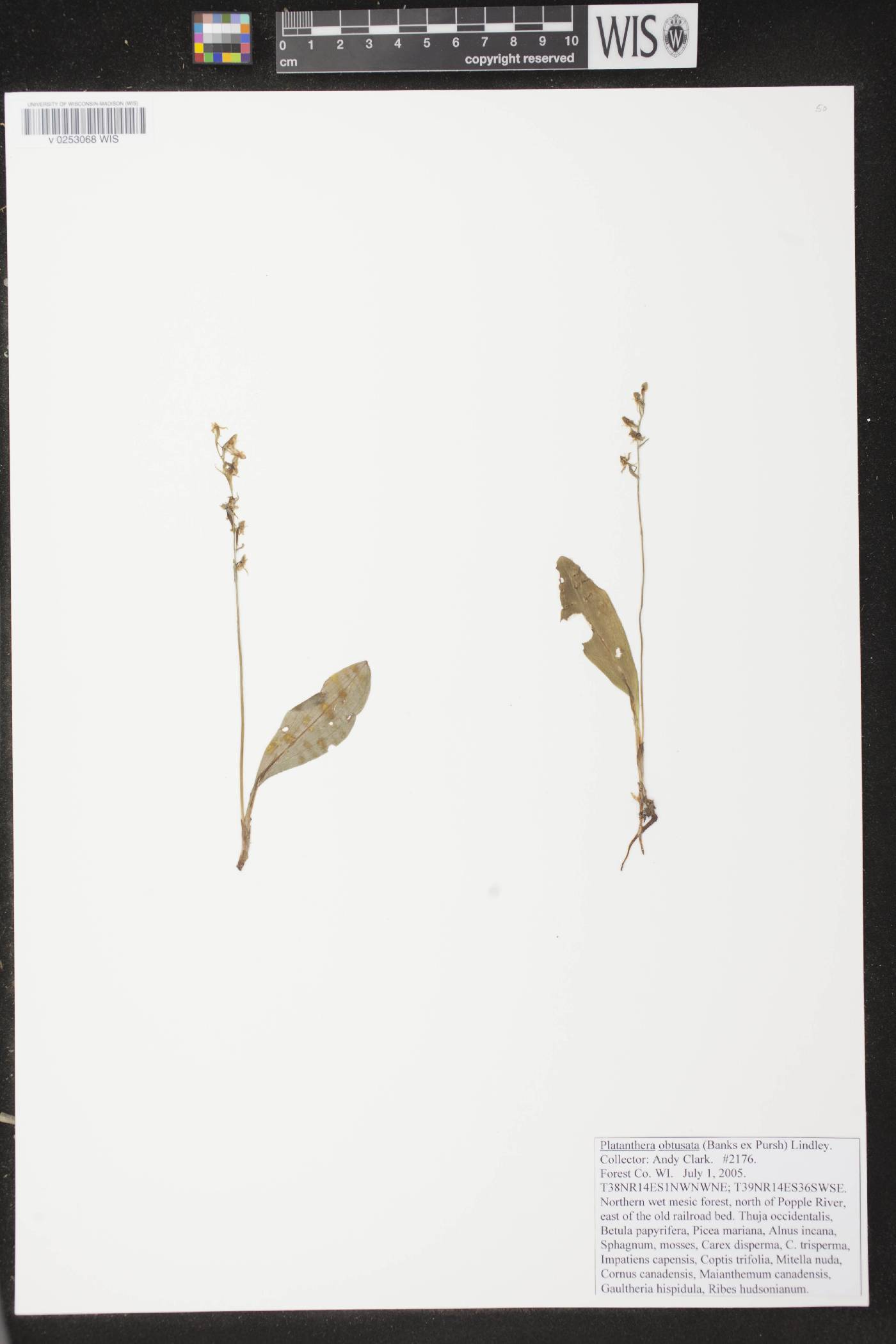 Platanthera obtusata image