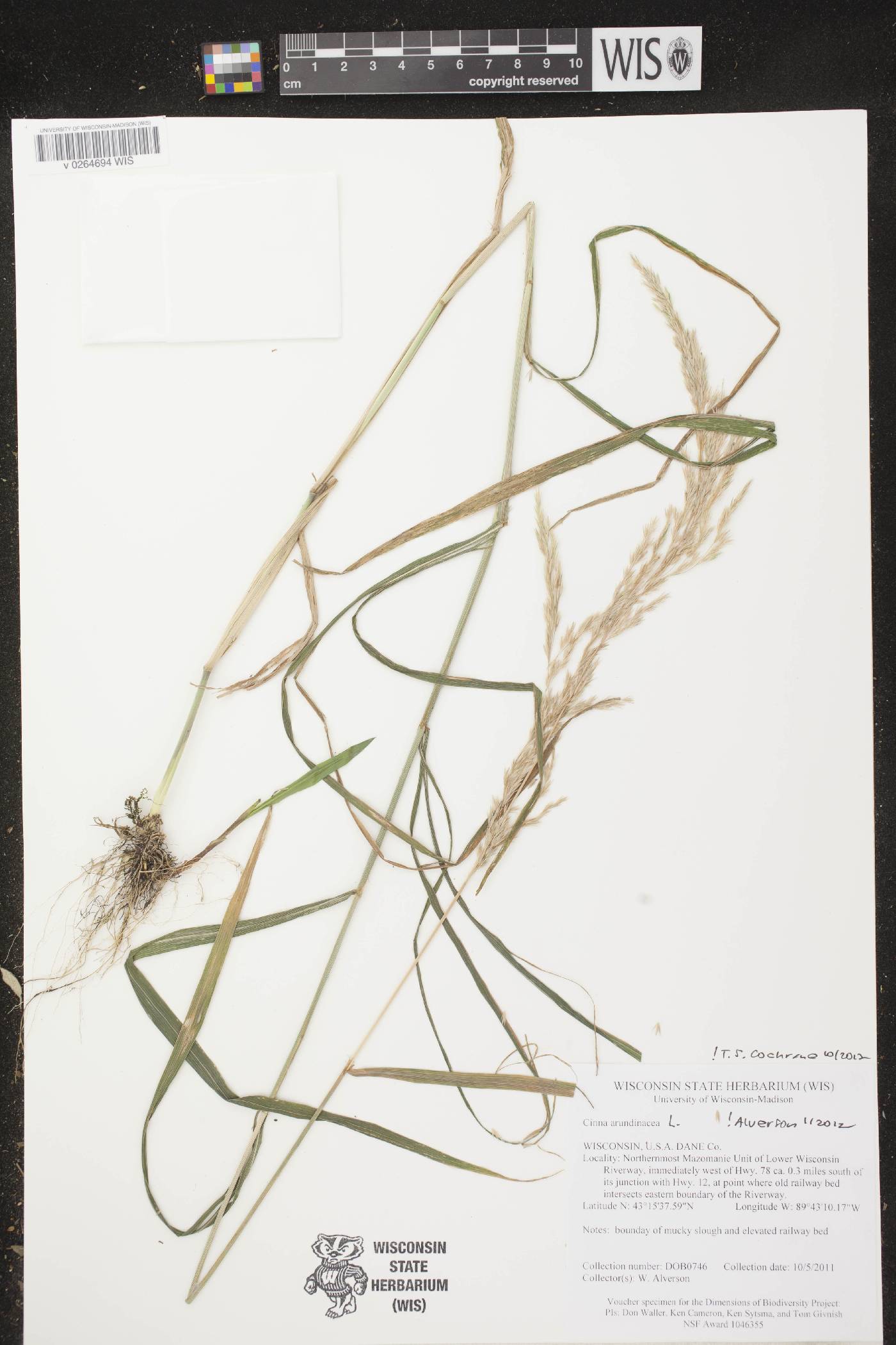 Cinna arundinacea image