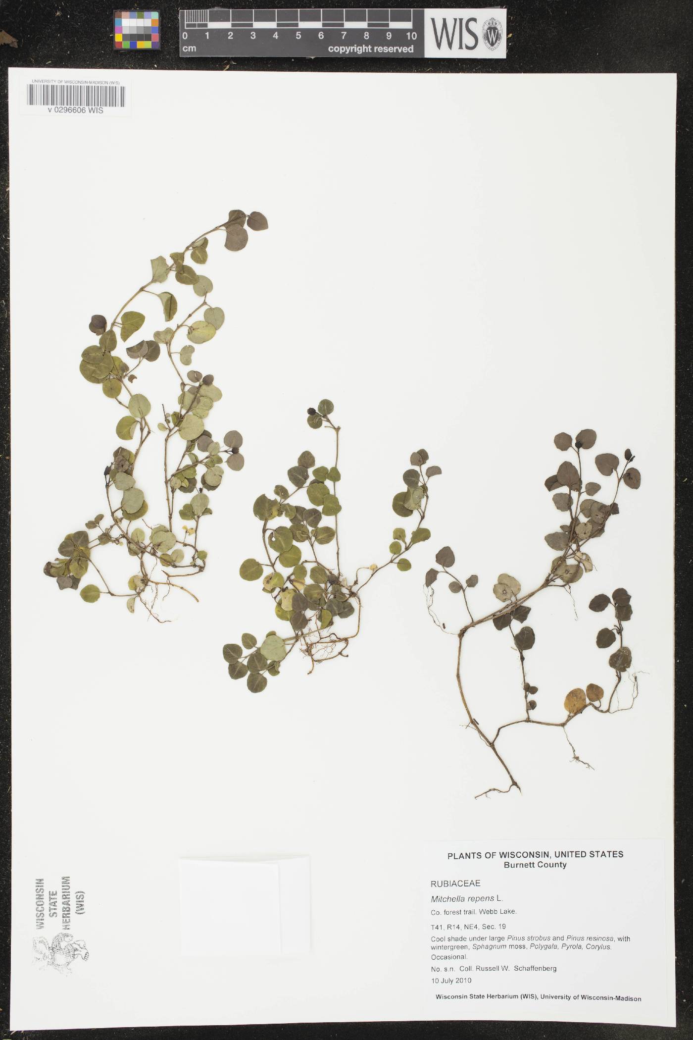 Mitchella repens image