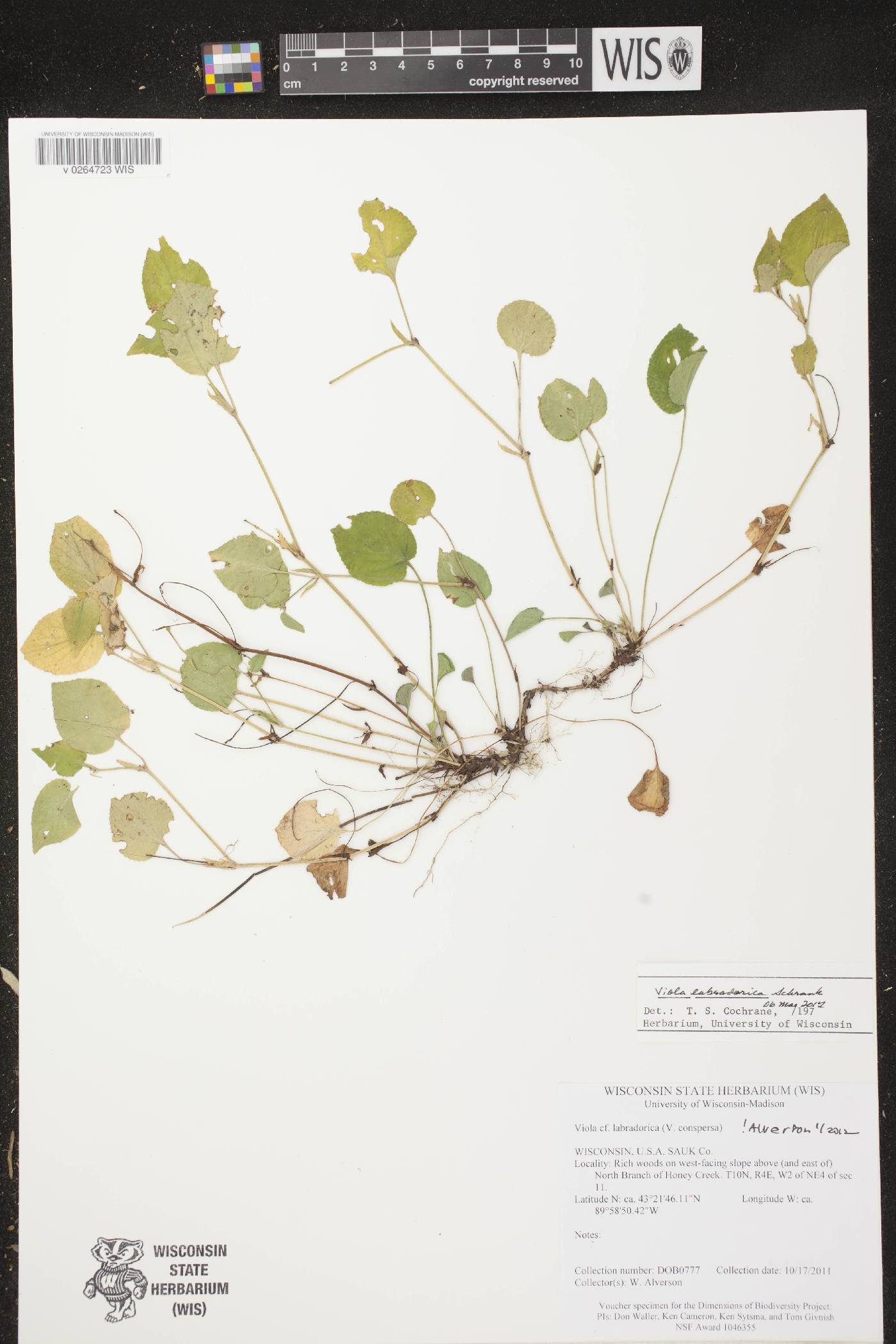 Viola labradorica image