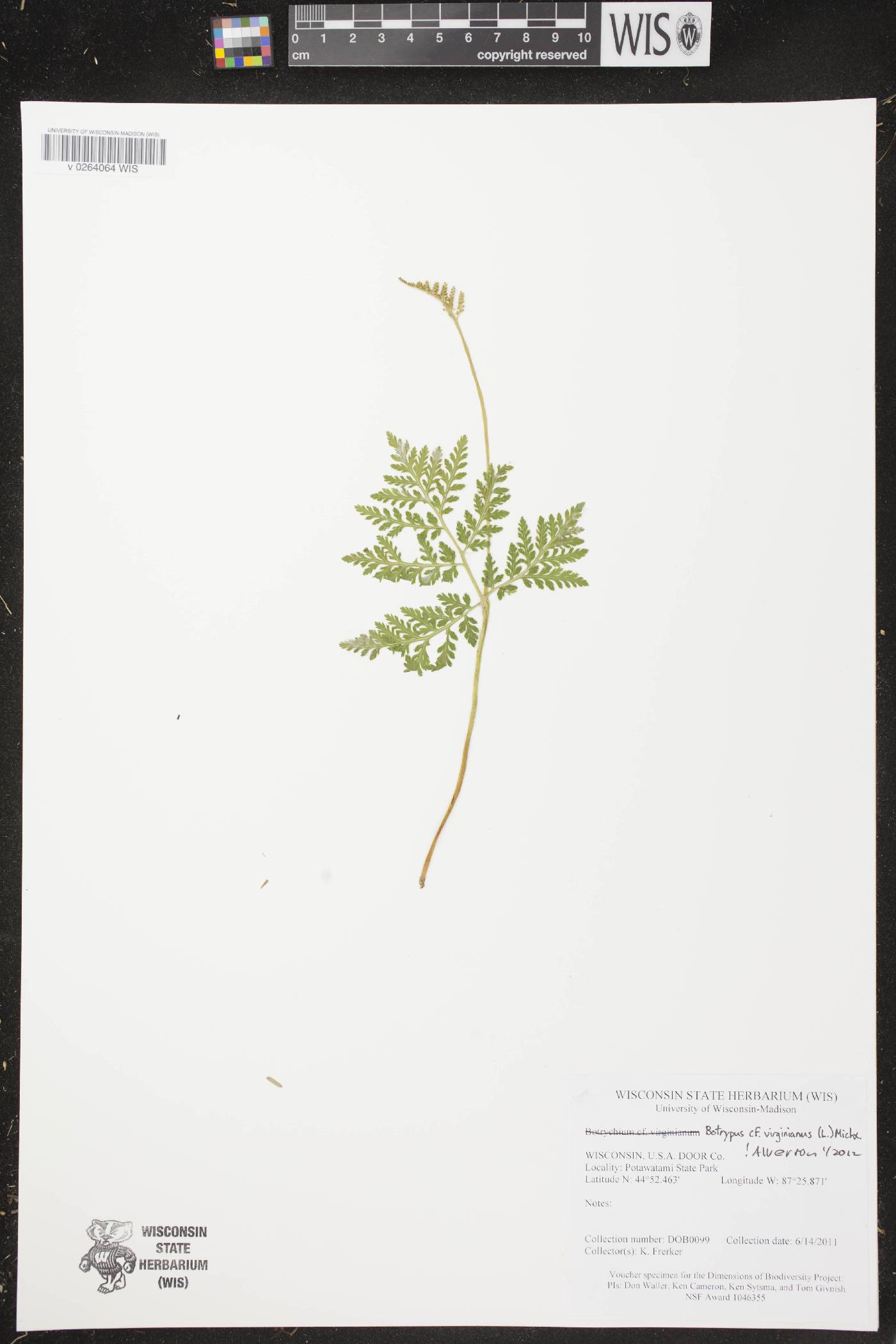 Botrypus virginianus image