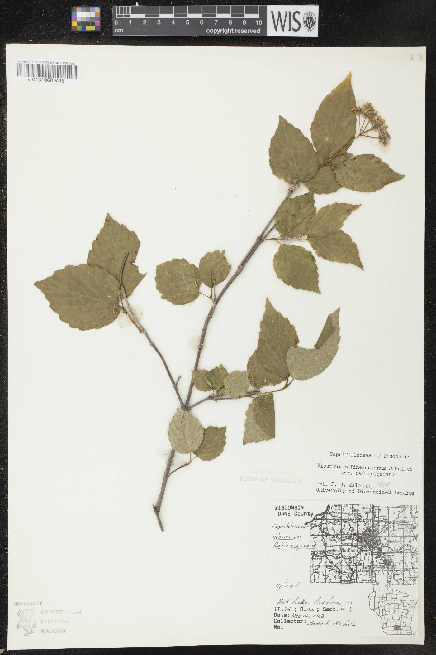 Viburnum rafinesquianum var. rafinesquianum image