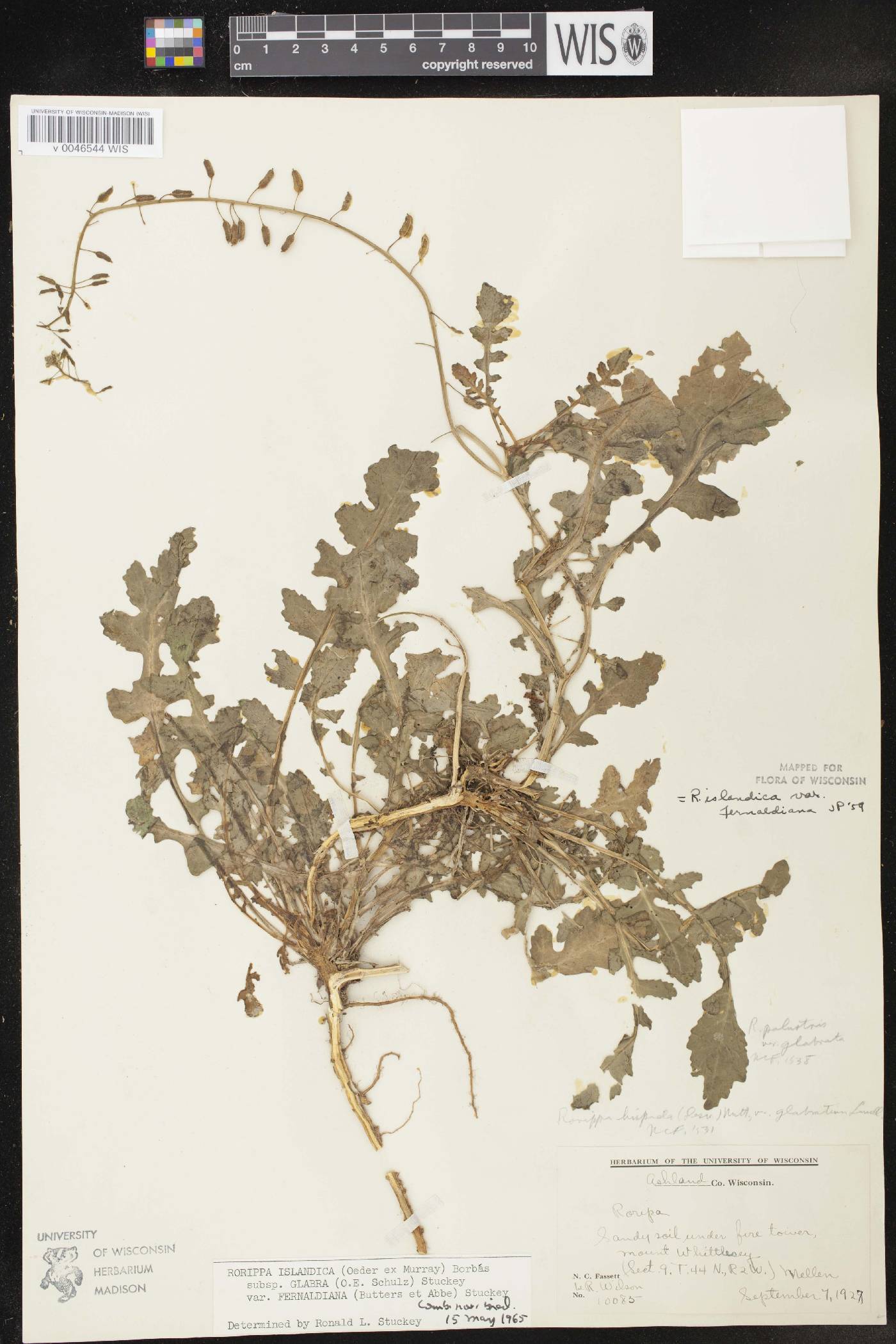 Rorippa palustris subsp. palustris image