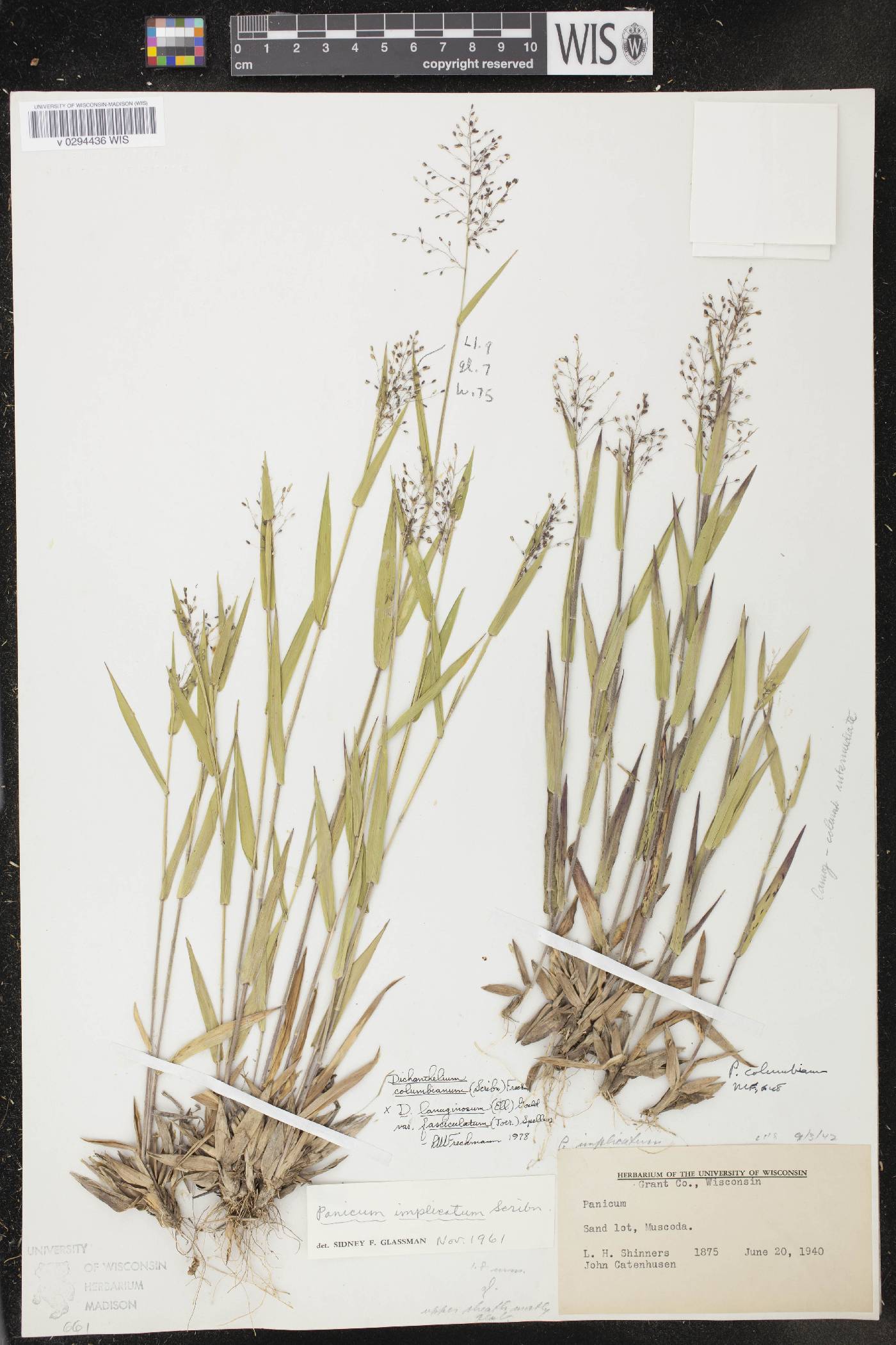 Dichanthelium meridionale image