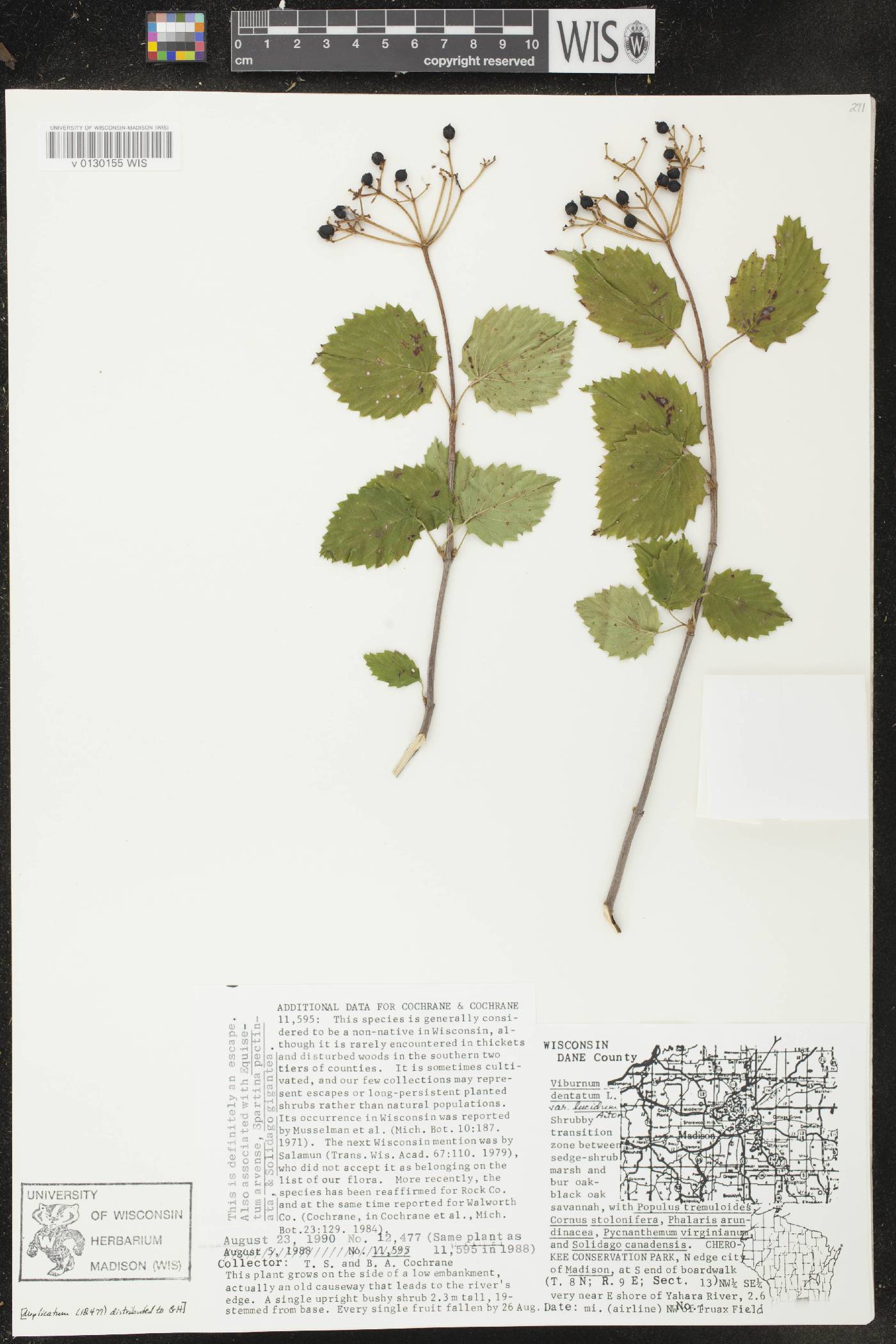 Viburnum dentatum image
