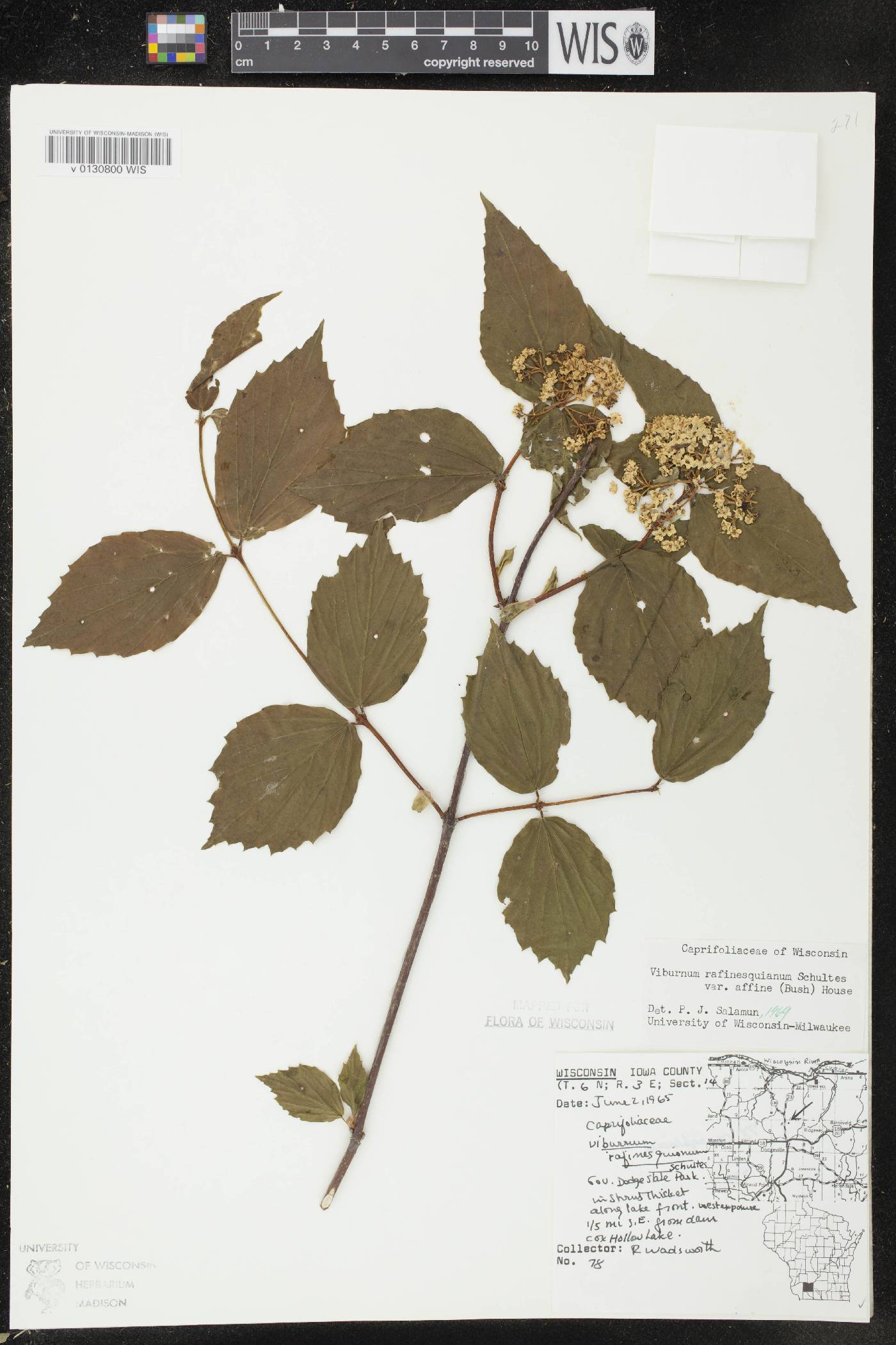 Viburnum rafinesquianum var. affine image