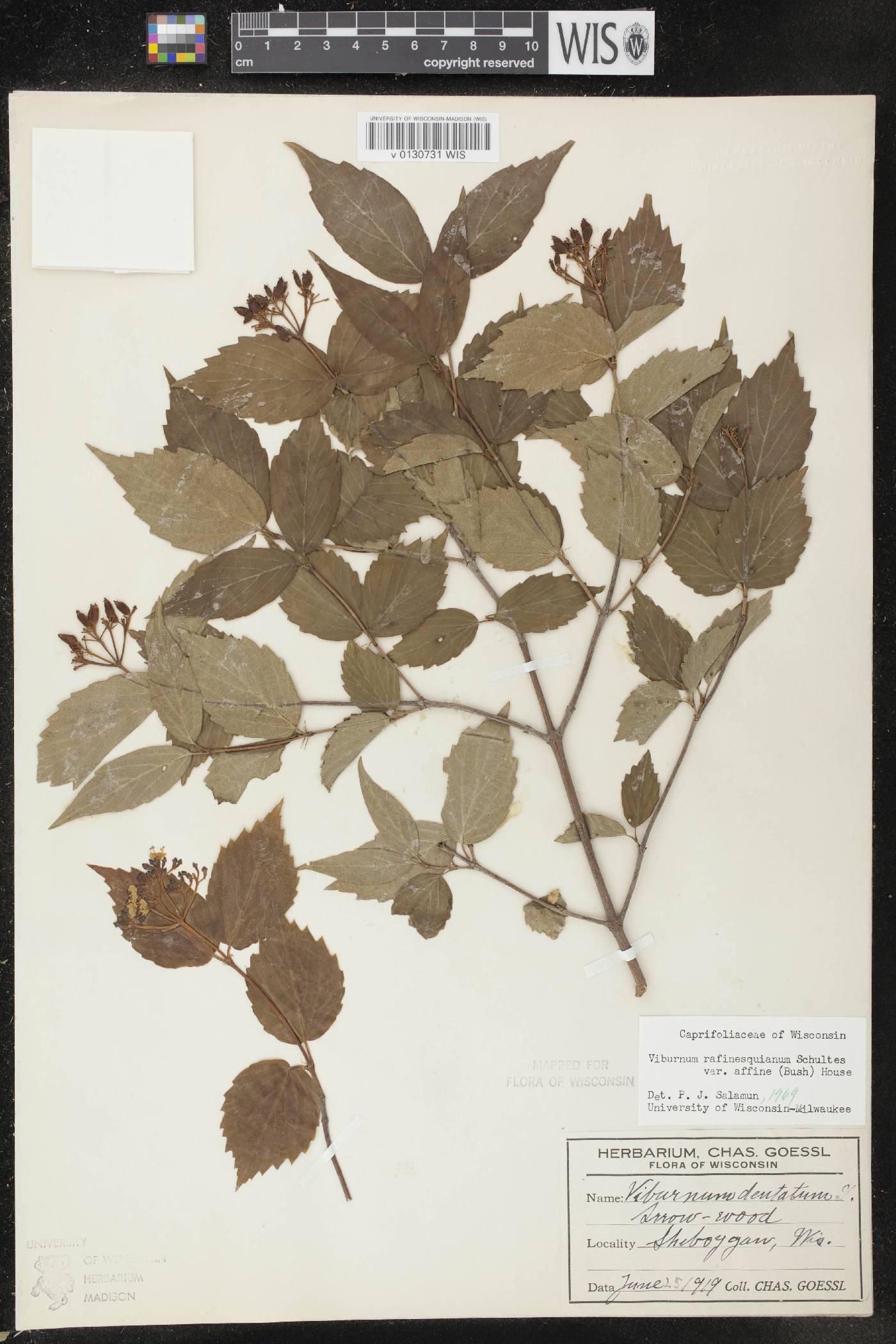 Viburnum rafinesquianum var. affine image