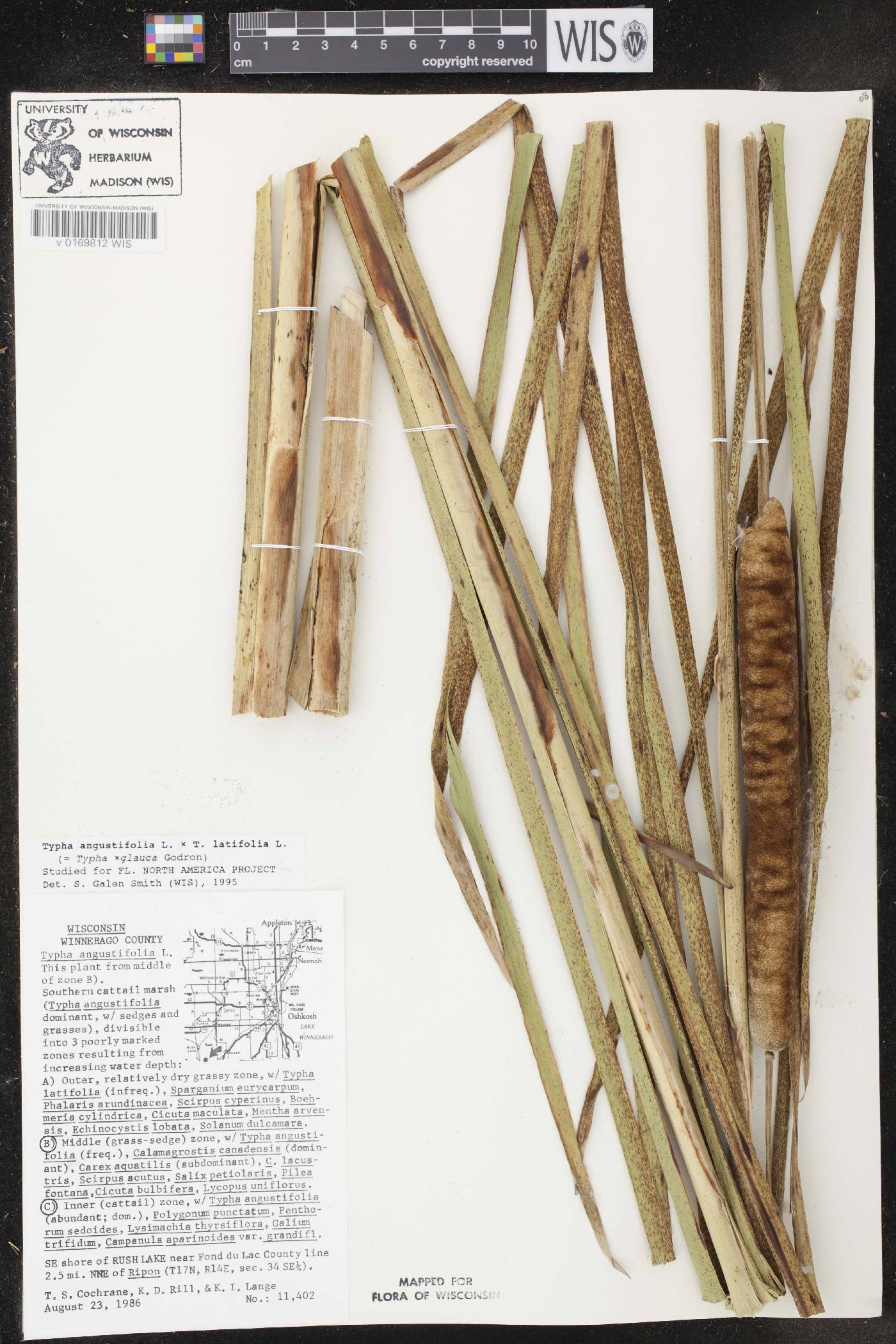 Typha X glauca image