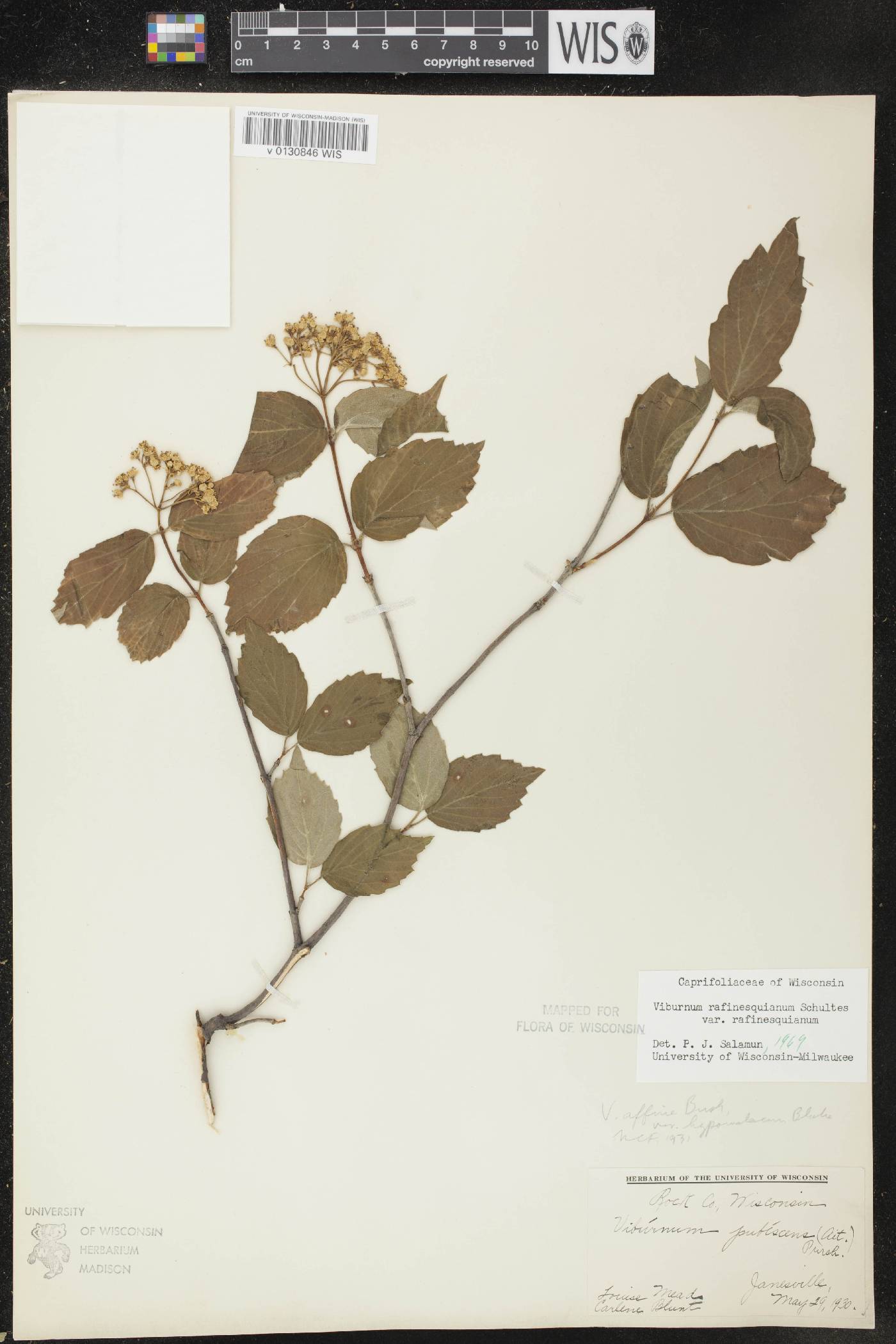 Viburnum rafinesquianum var. rafinesquianum image