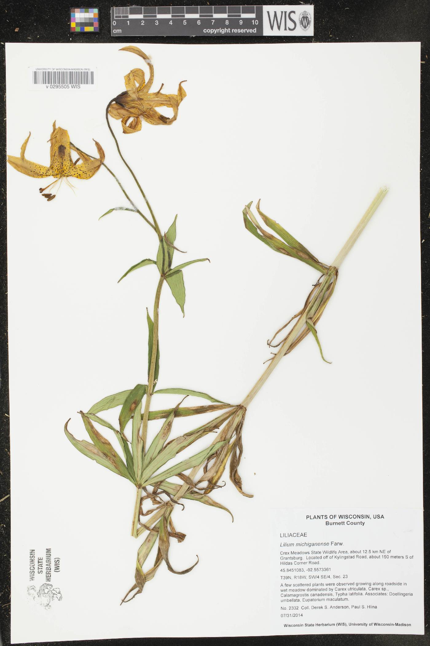 Lilium michiganense image