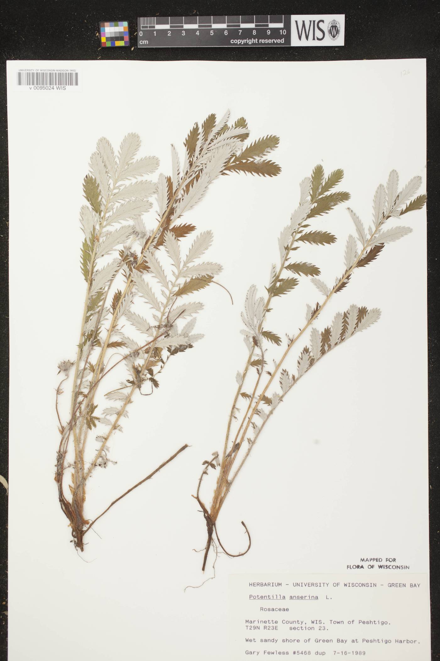 Potentilla anserina subsp. anserina image