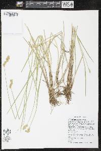 Image of Carex scoparia