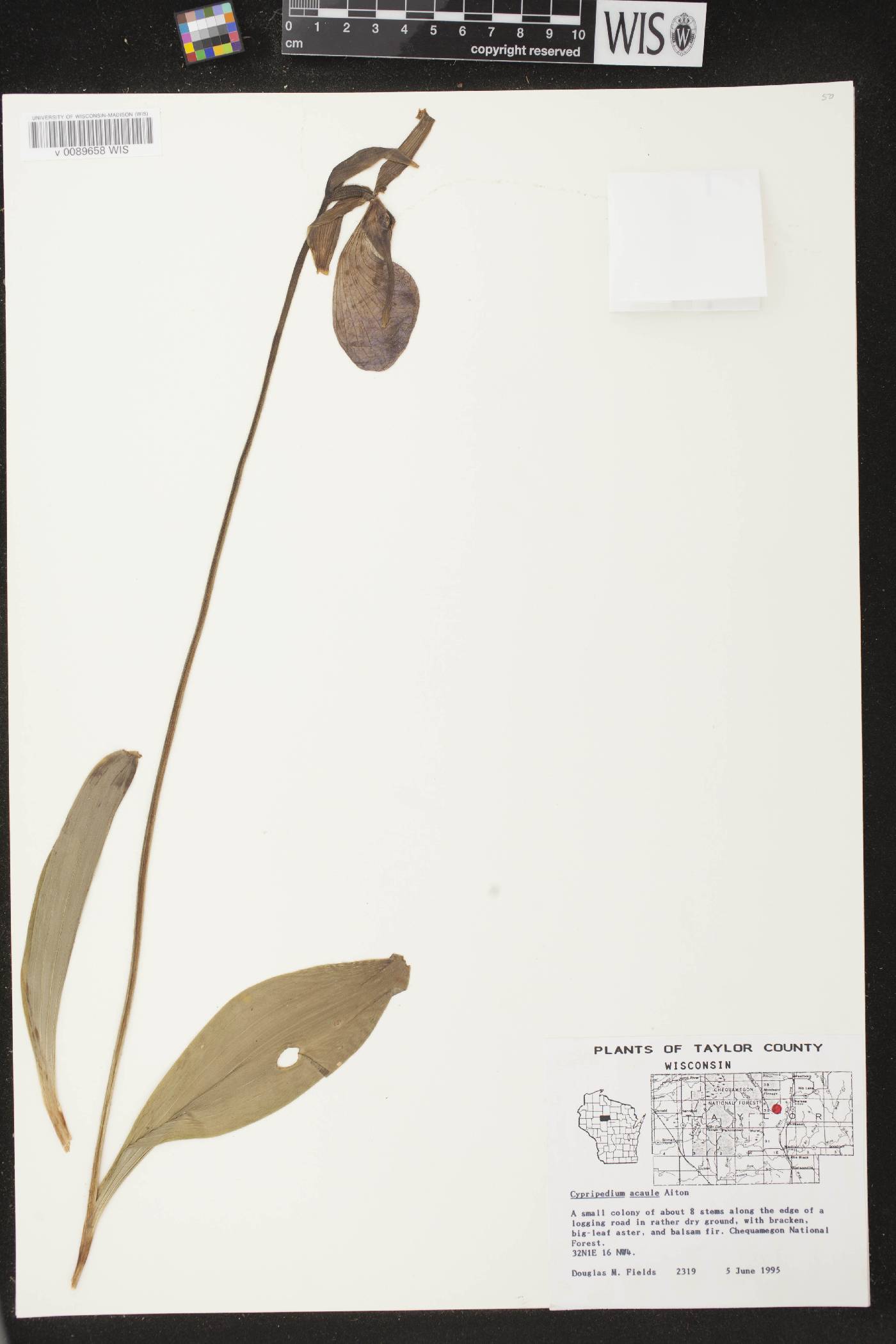 Cypripedium acaule image
