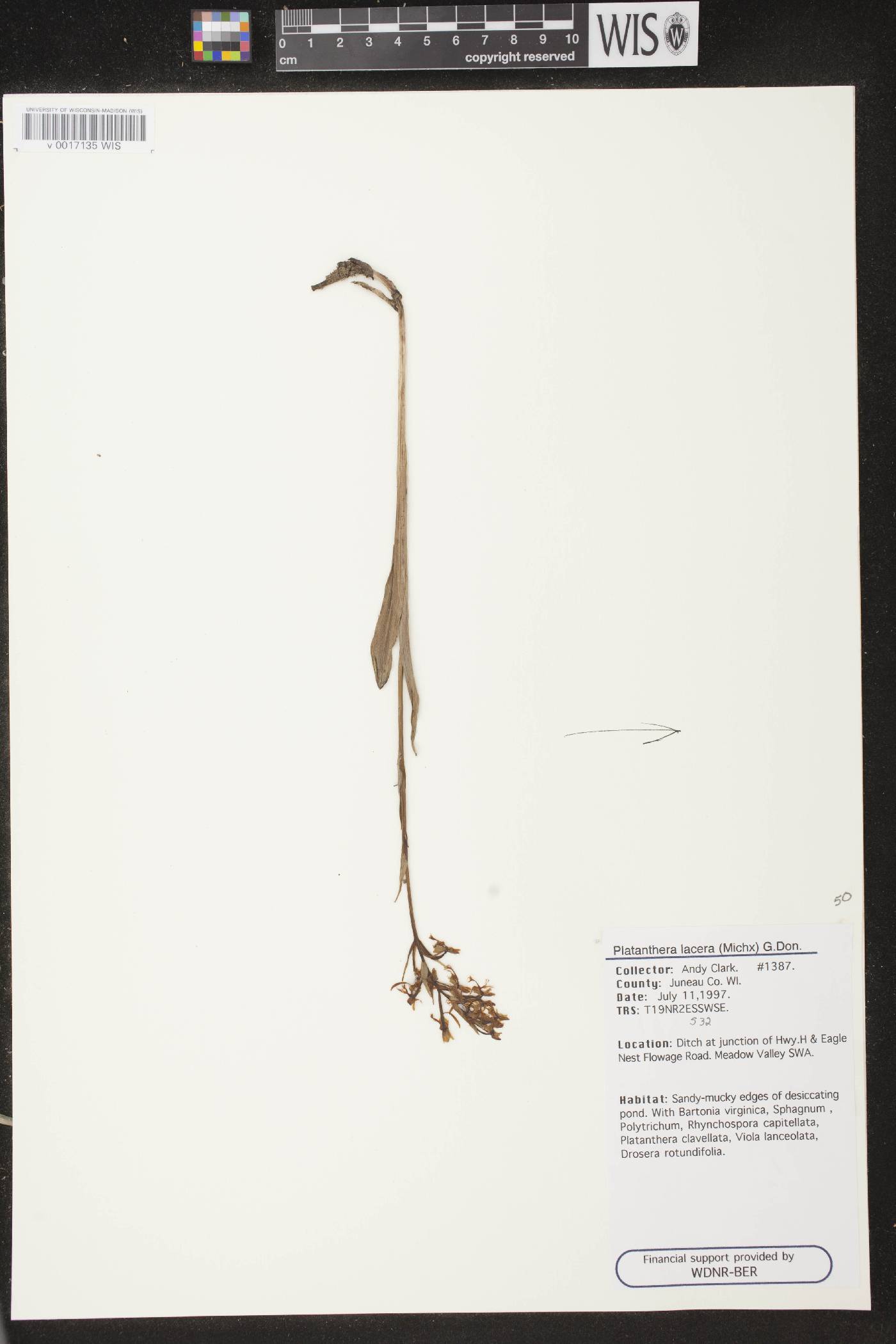 Platanthera lacera image