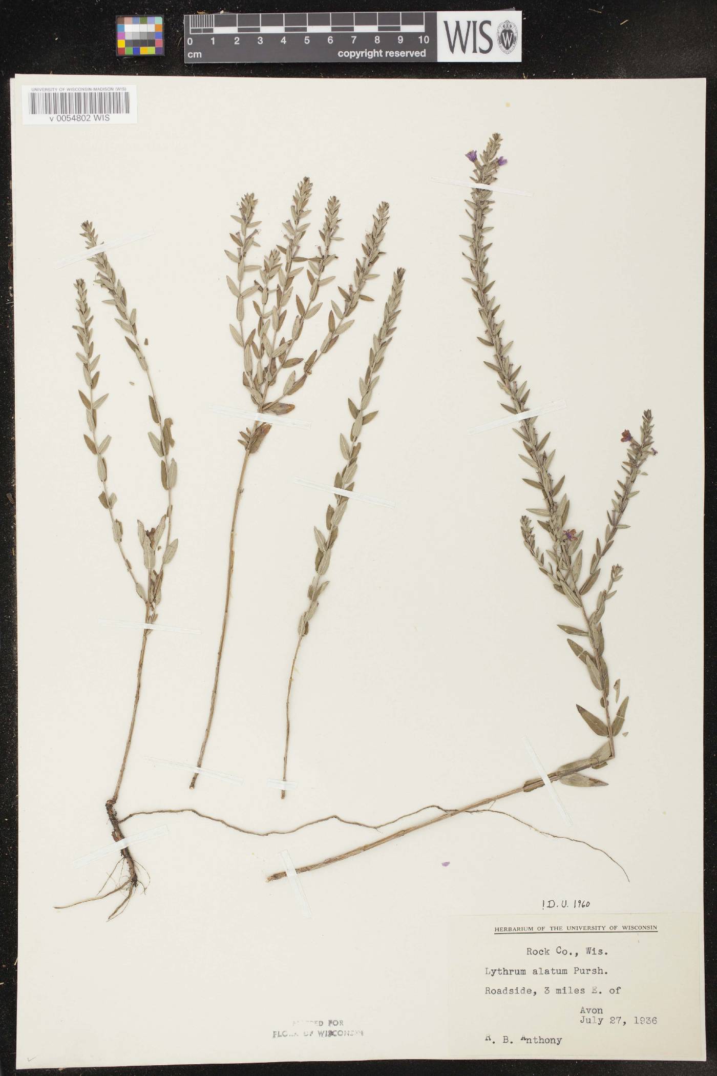 Lythrum alatum var. alatum image