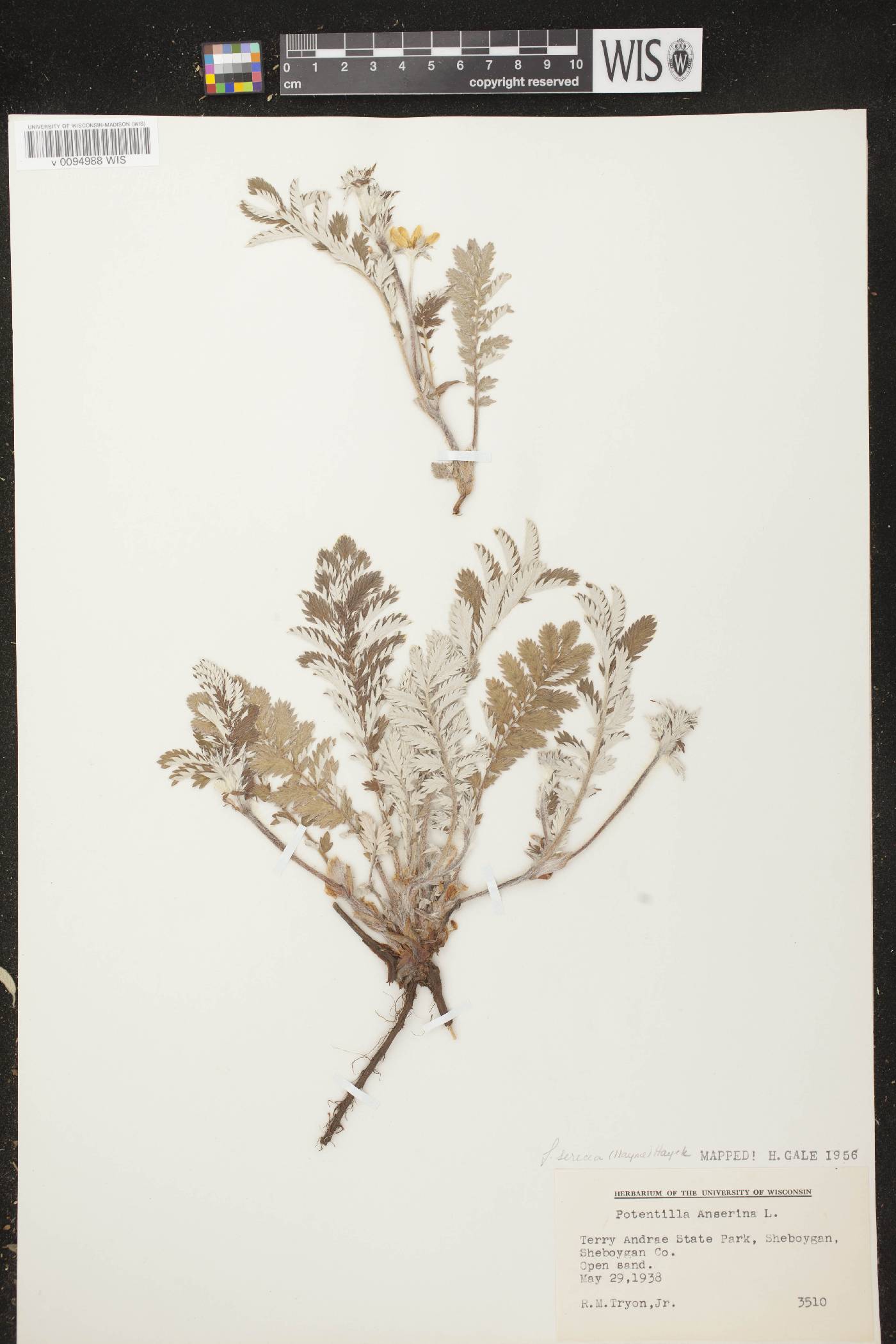 Potentilla anserina subsp. anserina image