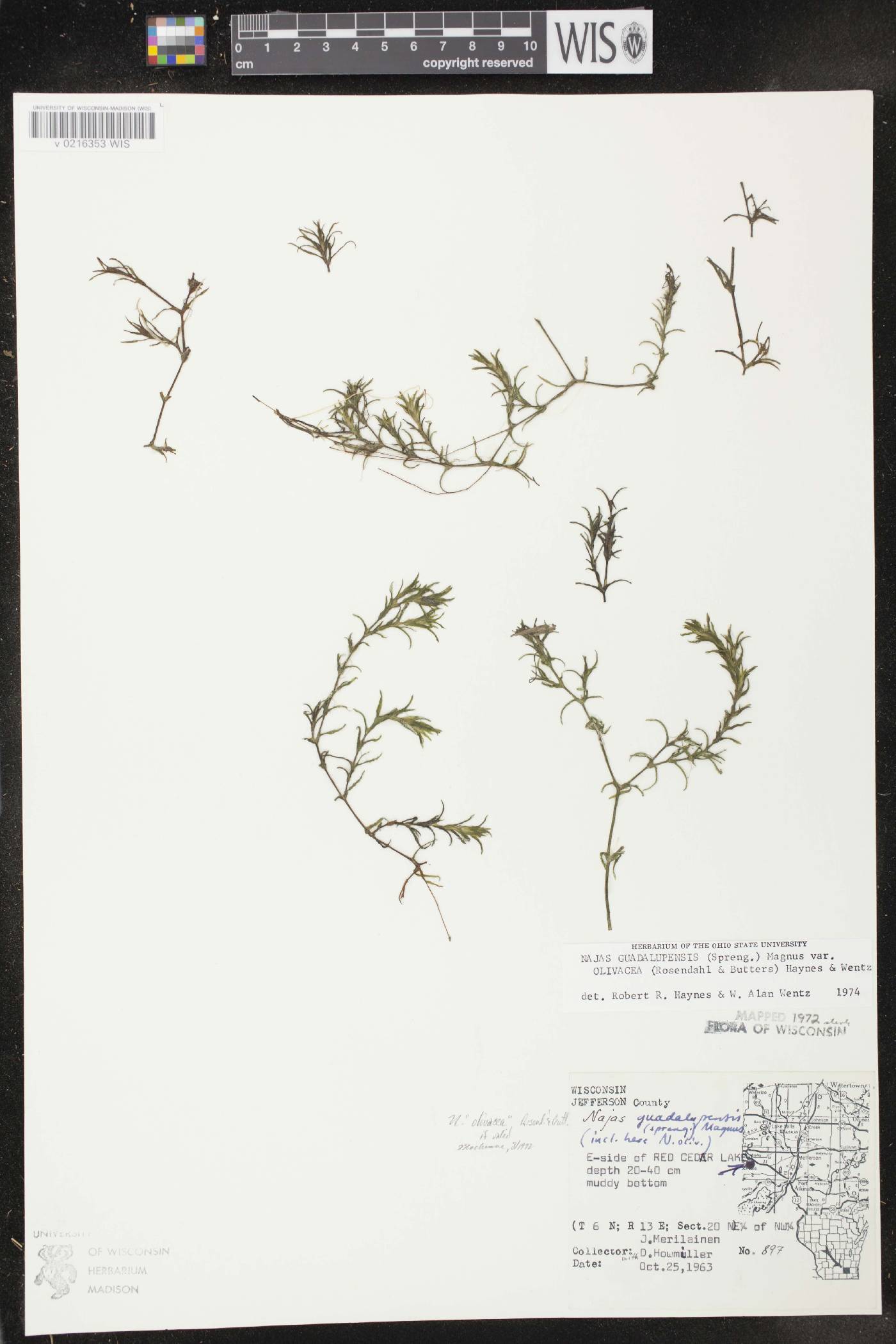 Najas guadalupensis subsp. olivacea image