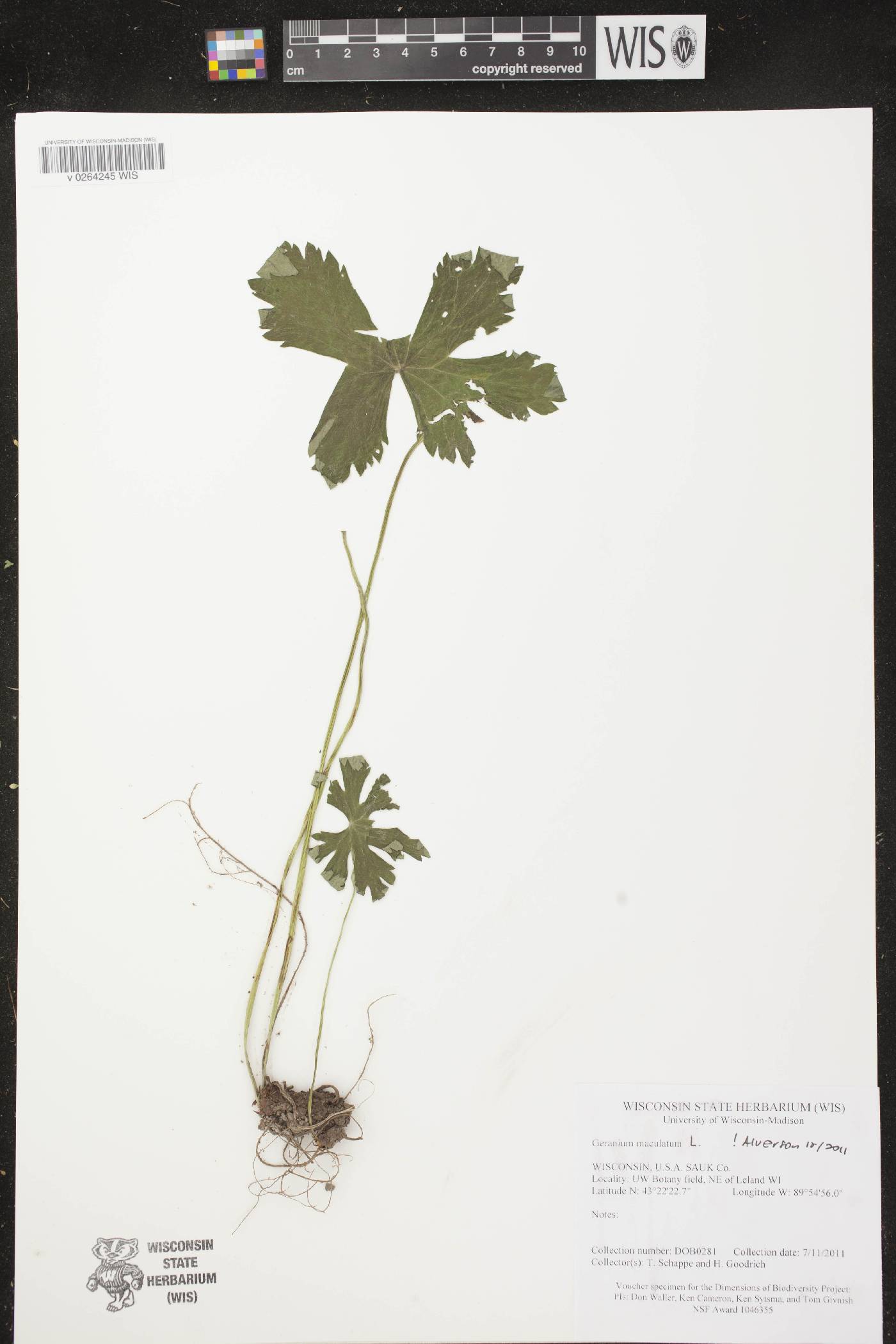 Geranium maculatum image