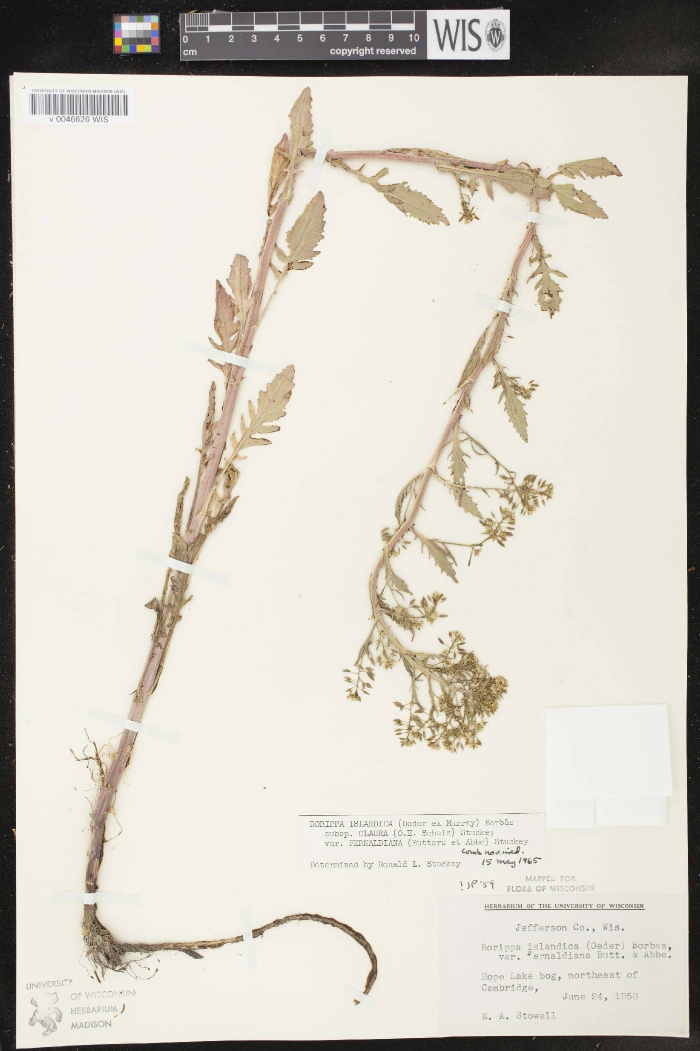 Rorippa palustris subsp. palustris image