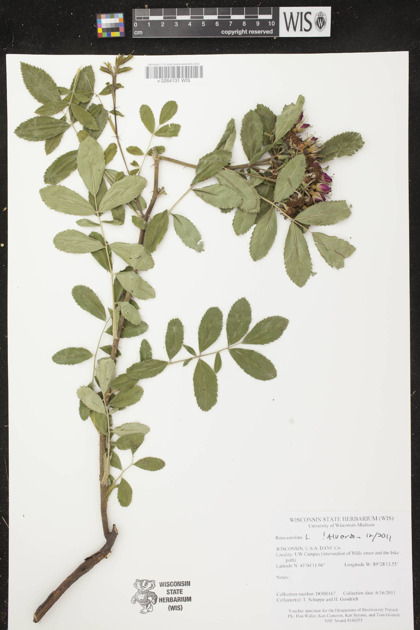 Rosa carolina image