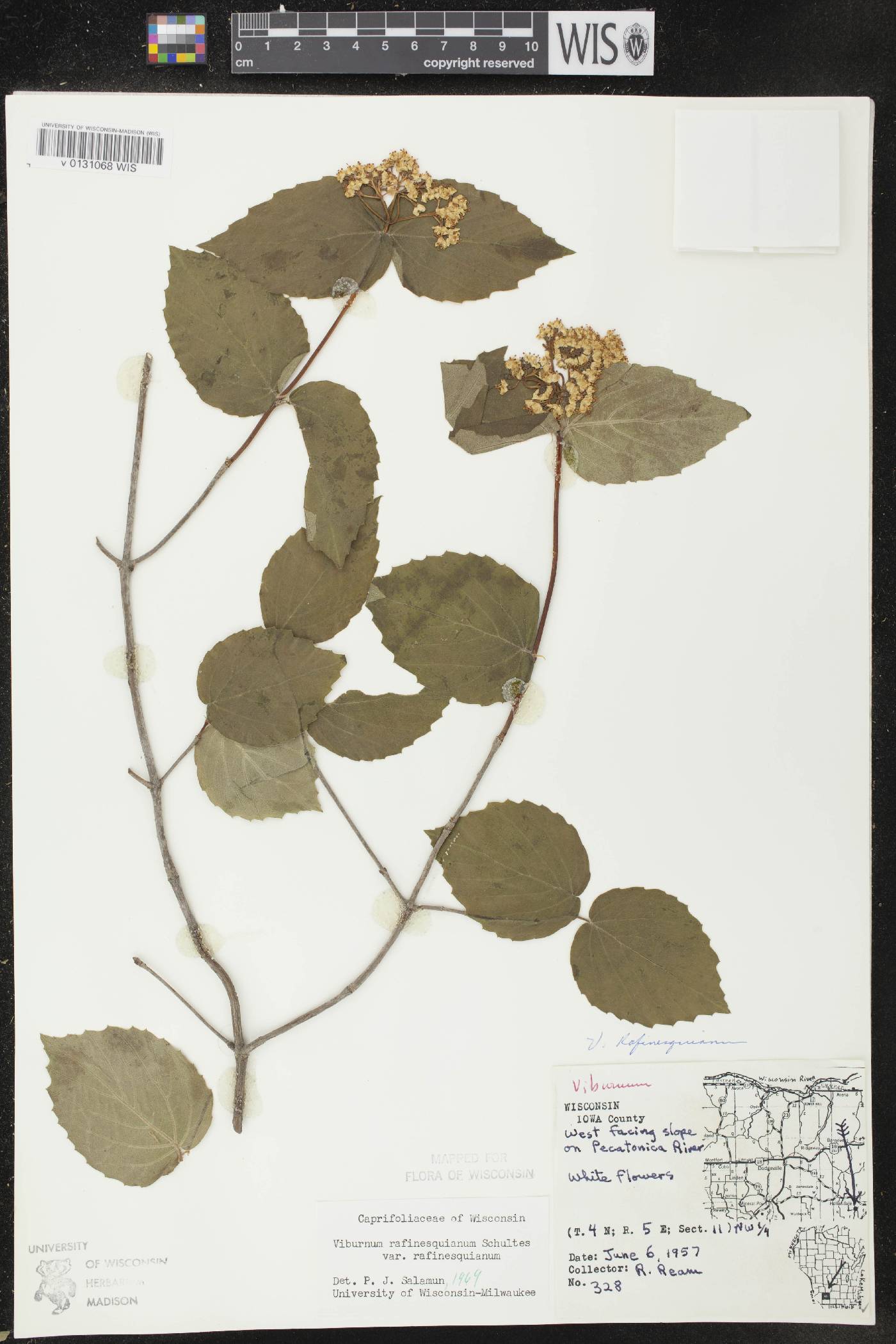 Viburnum rafinesquianum var. rafinesquianum image