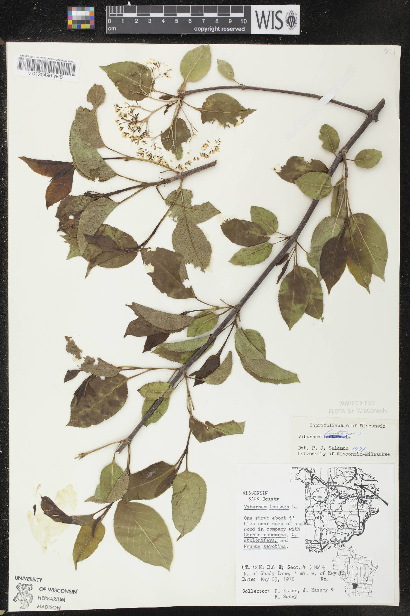 Viburnum lentago image