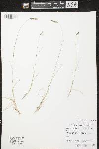 Image of Bouteloua hirsuta