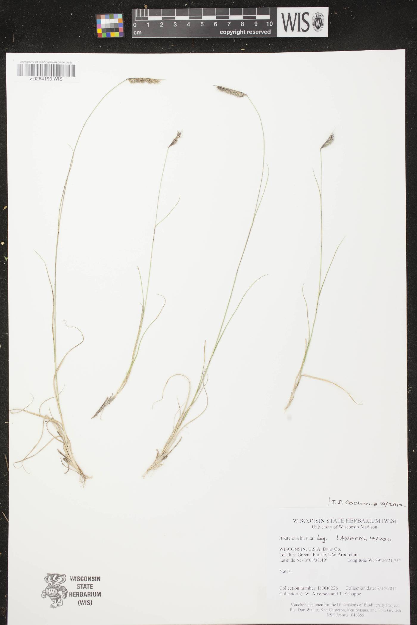 Bouteloua hirsuta image