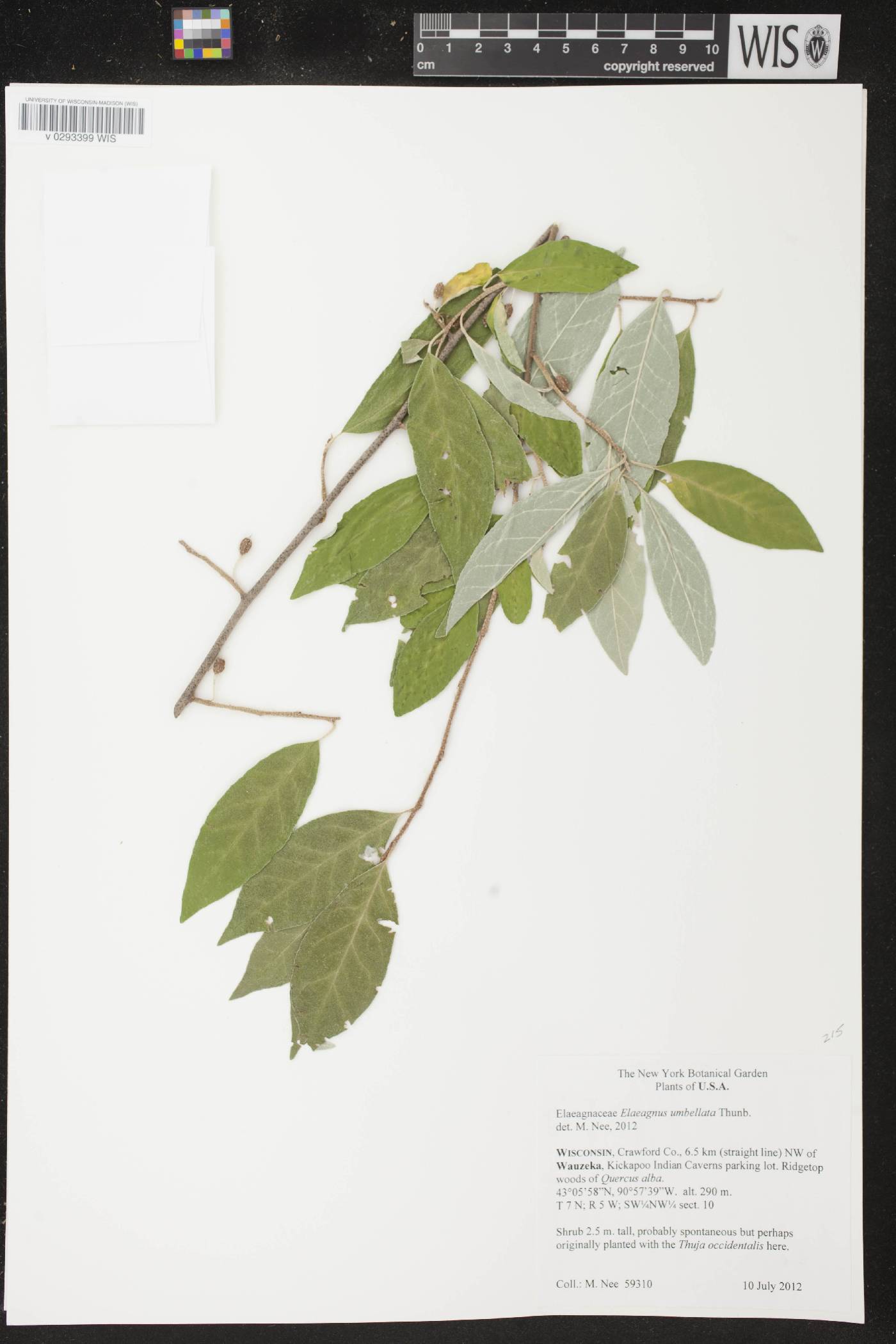 Elaeagnus umbellata image