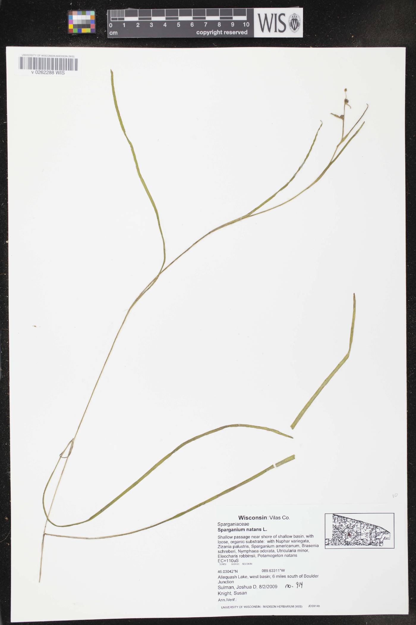 Sparganium natans image