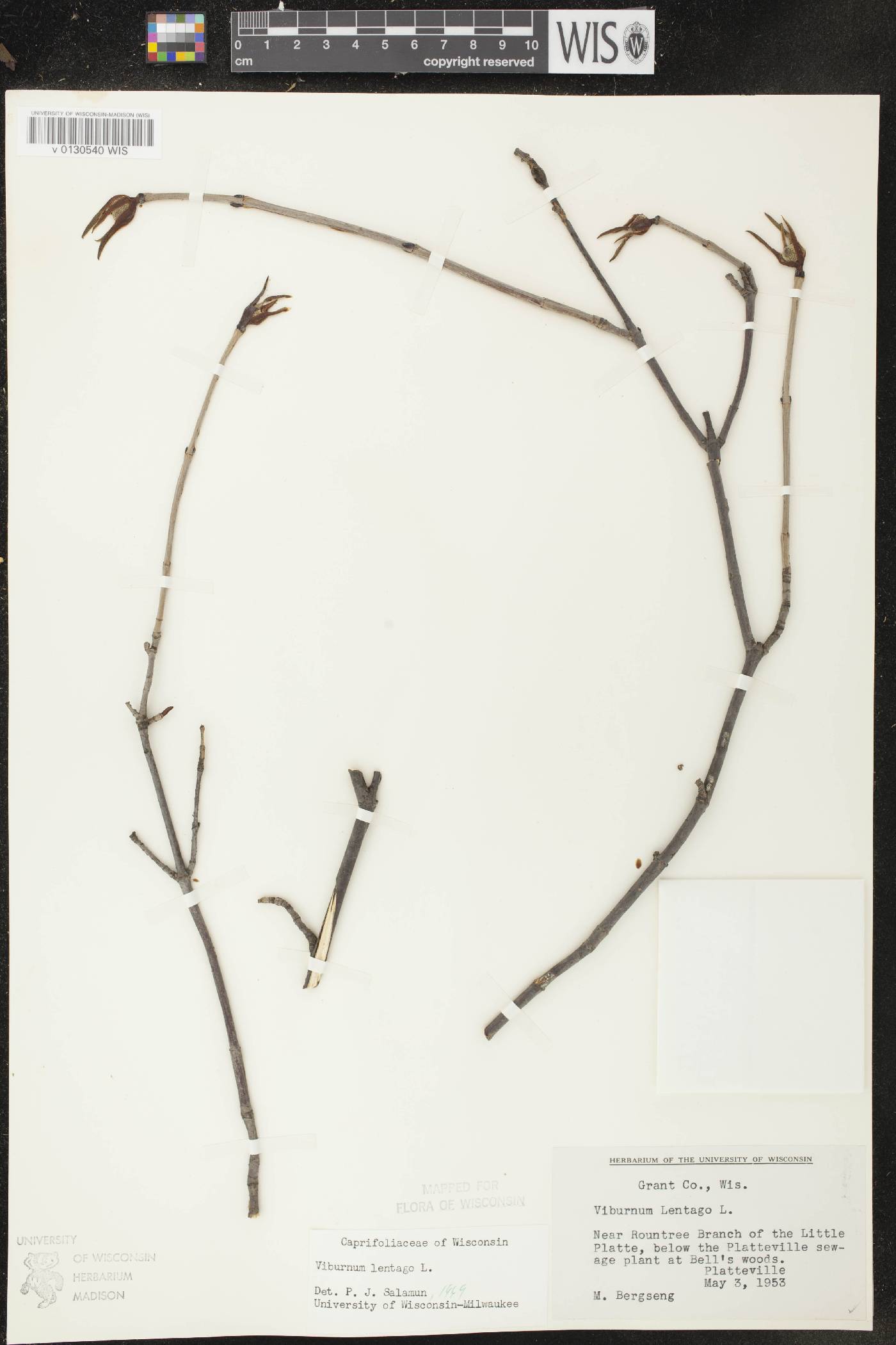 Viburnum lentago image