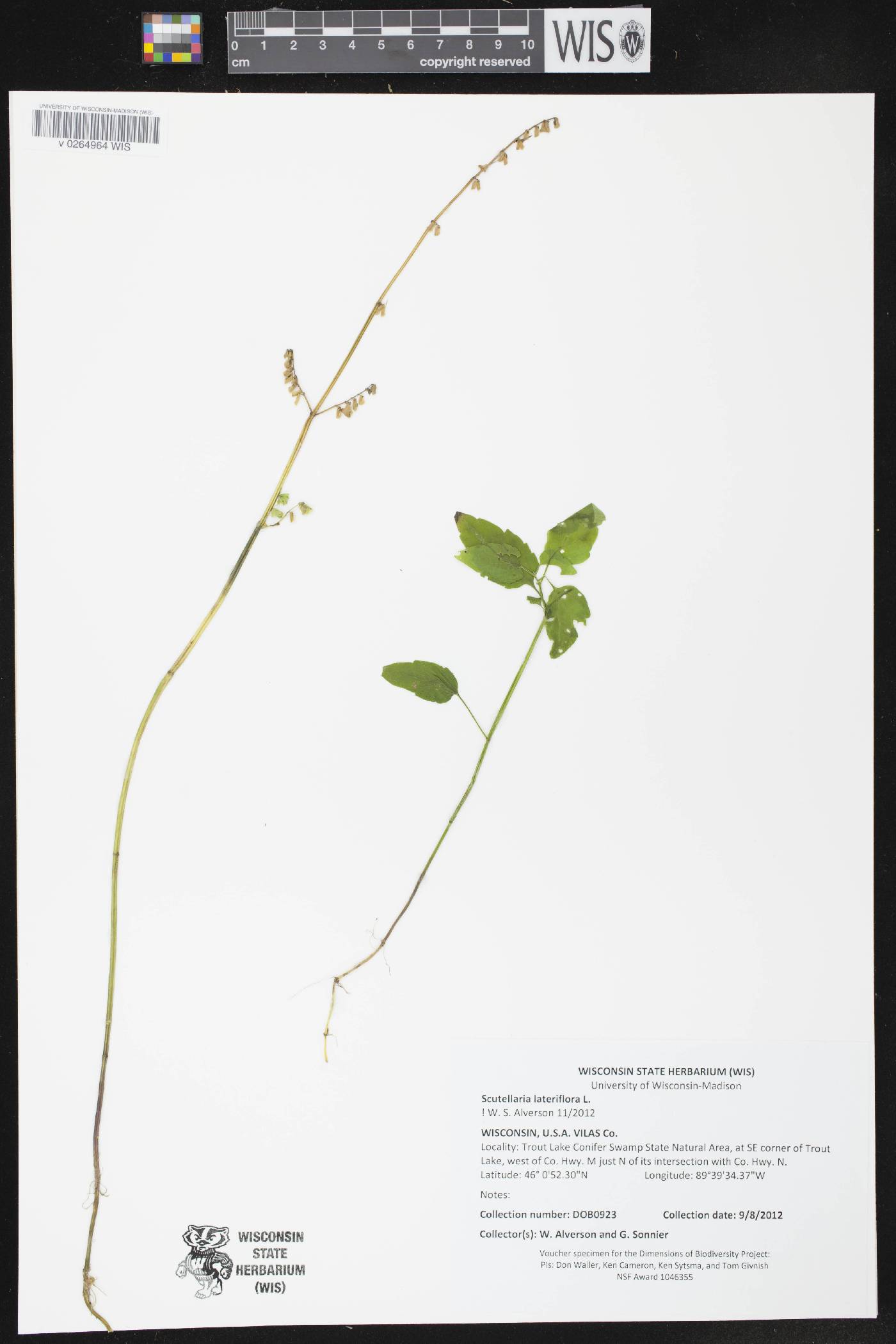 Scutellaria lateriflora image